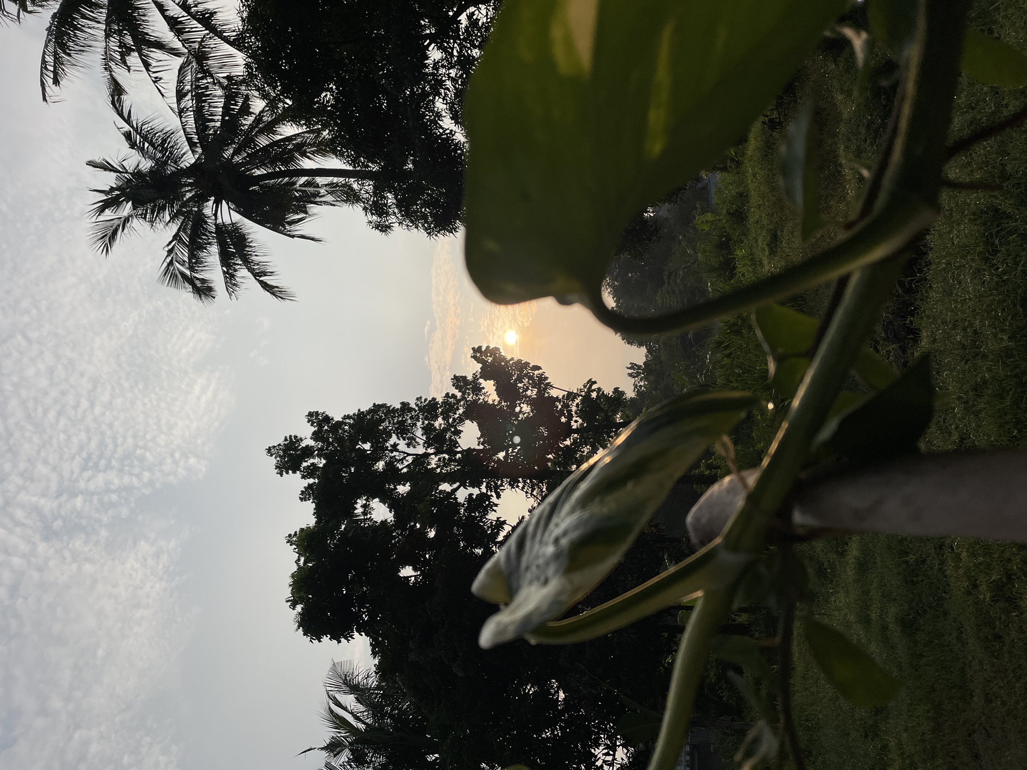 Evening garden moments captured: sunset and flowering bougainvillea