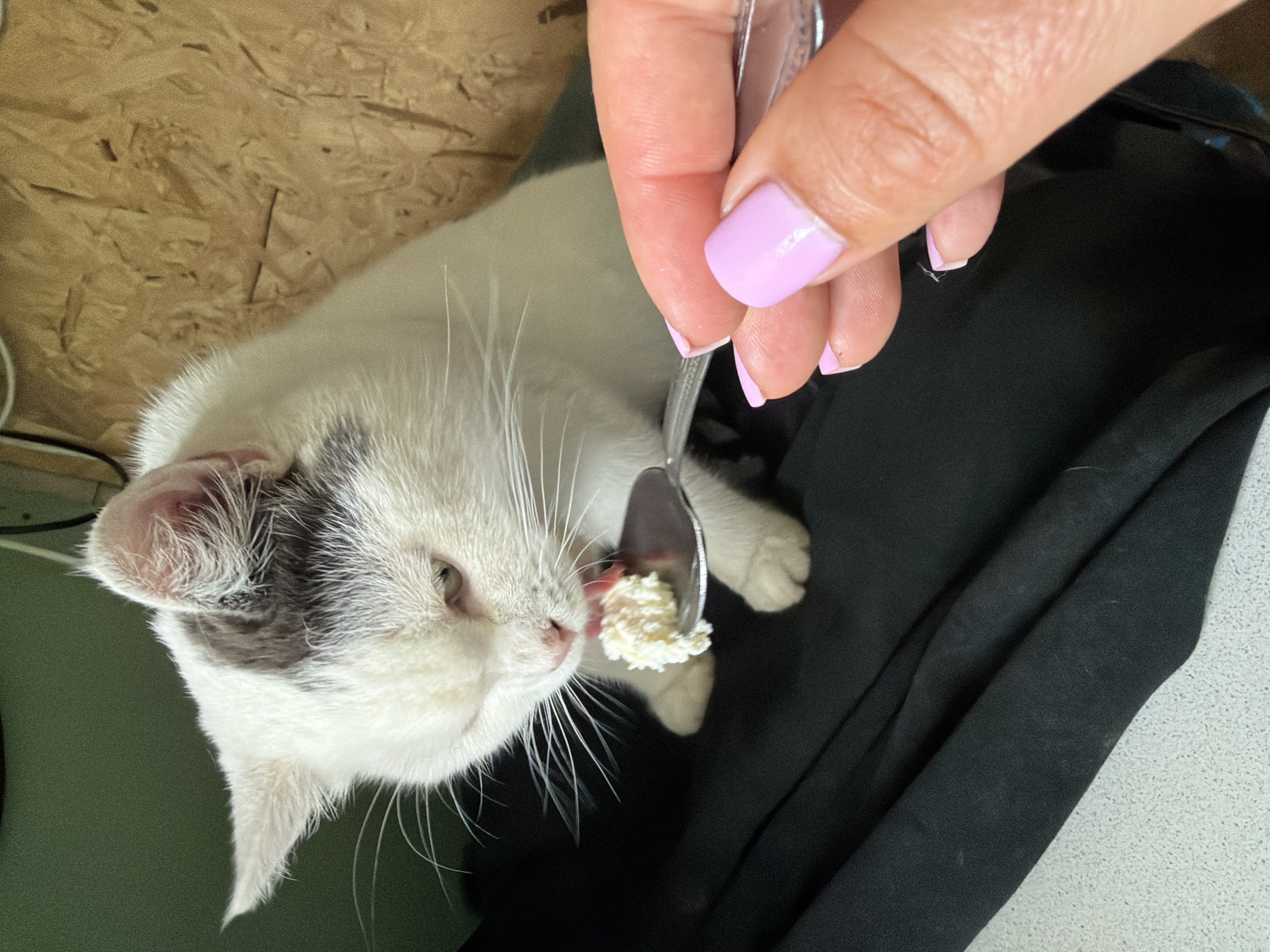 Woman shares quiet morning moments with beloved cat in Russia