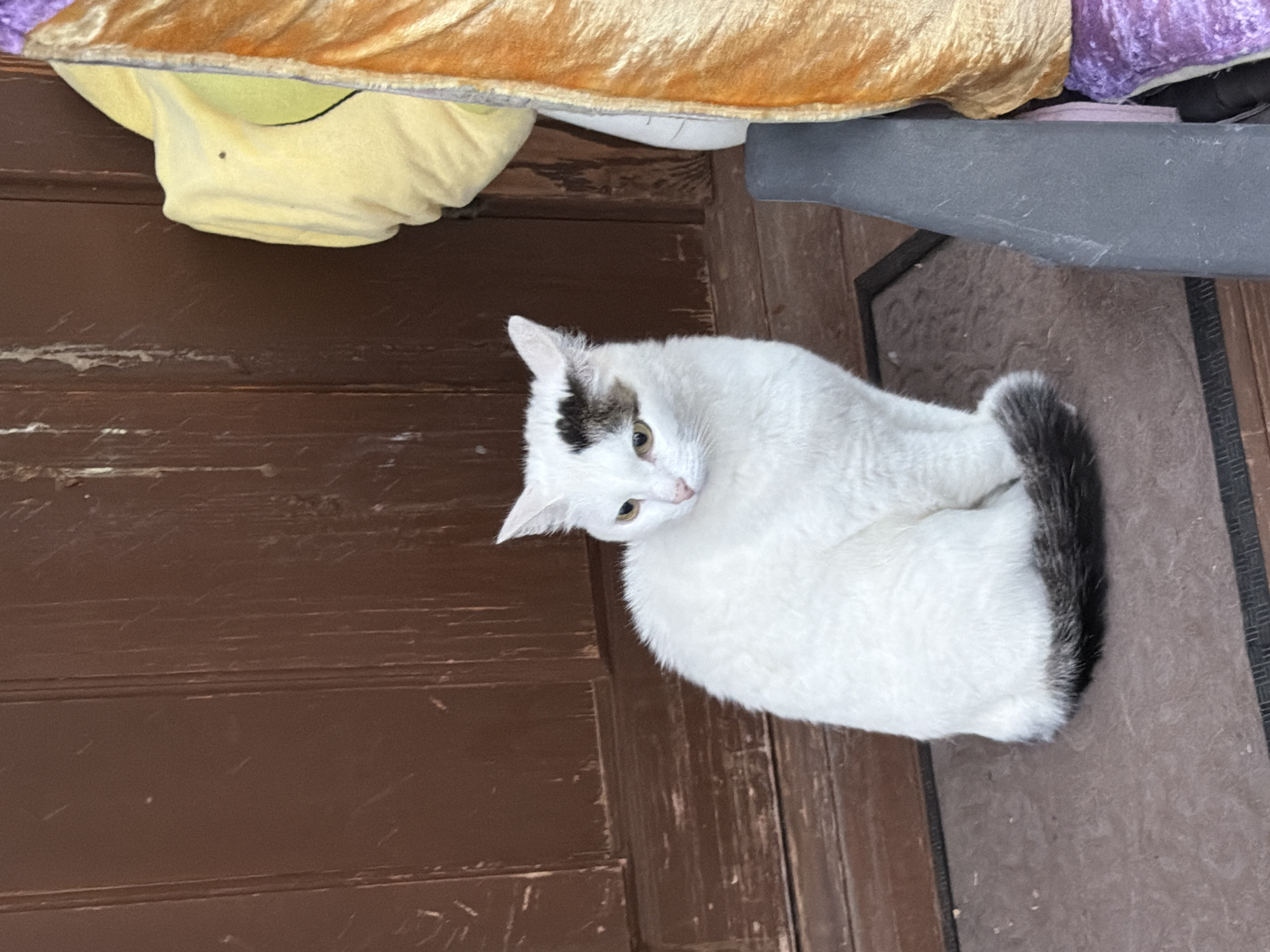 Cats hanging out in a Chaikovsky backyard on a grey afternoon