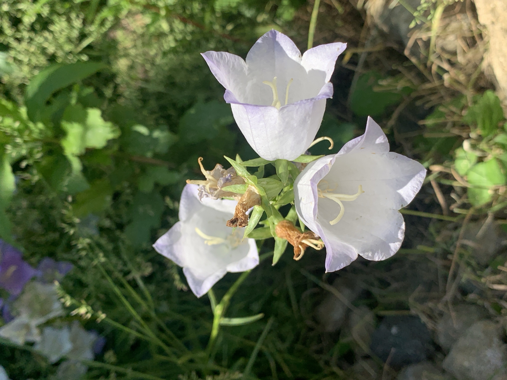 Stavropol garden in full bloom, roses and wildflowers up close