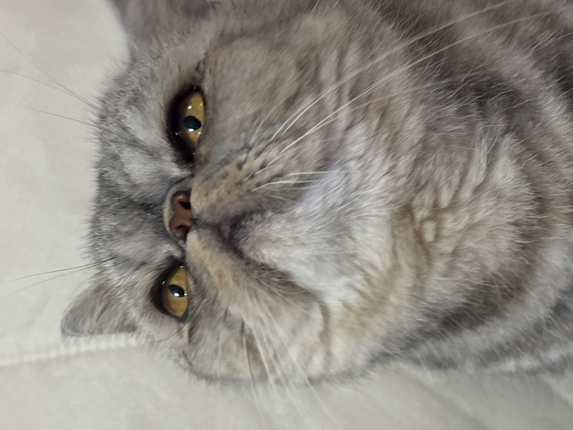 Cat and dog close-ups shot back to back in Chaikovsky