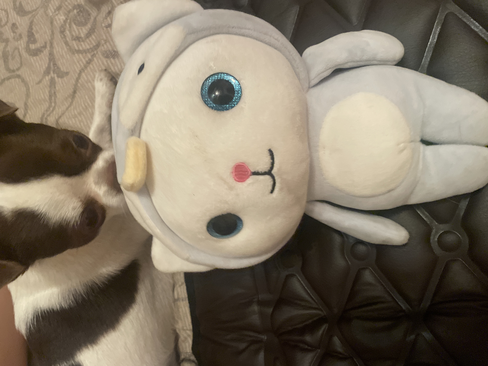Plush toys and small pets photographed in home settings