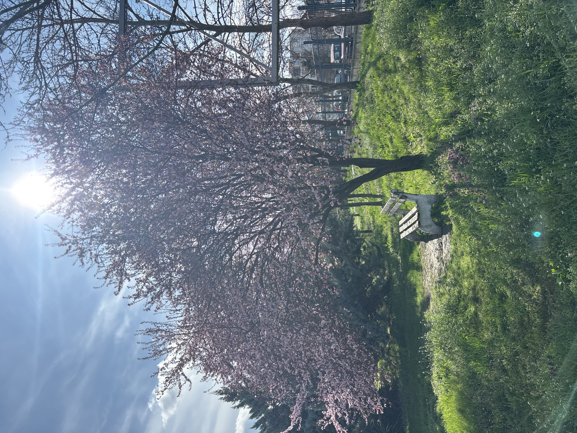 Spring blossoms brighten Shumen park with pink flowers