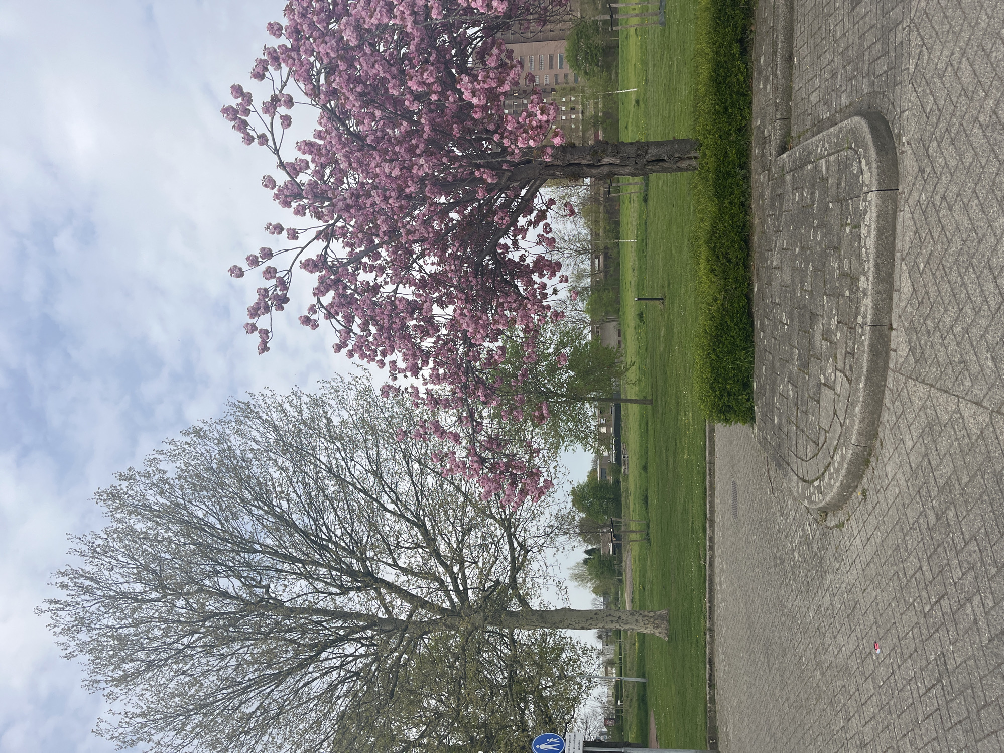 Cherry blossoms bloom along Maastricht streets in spring display