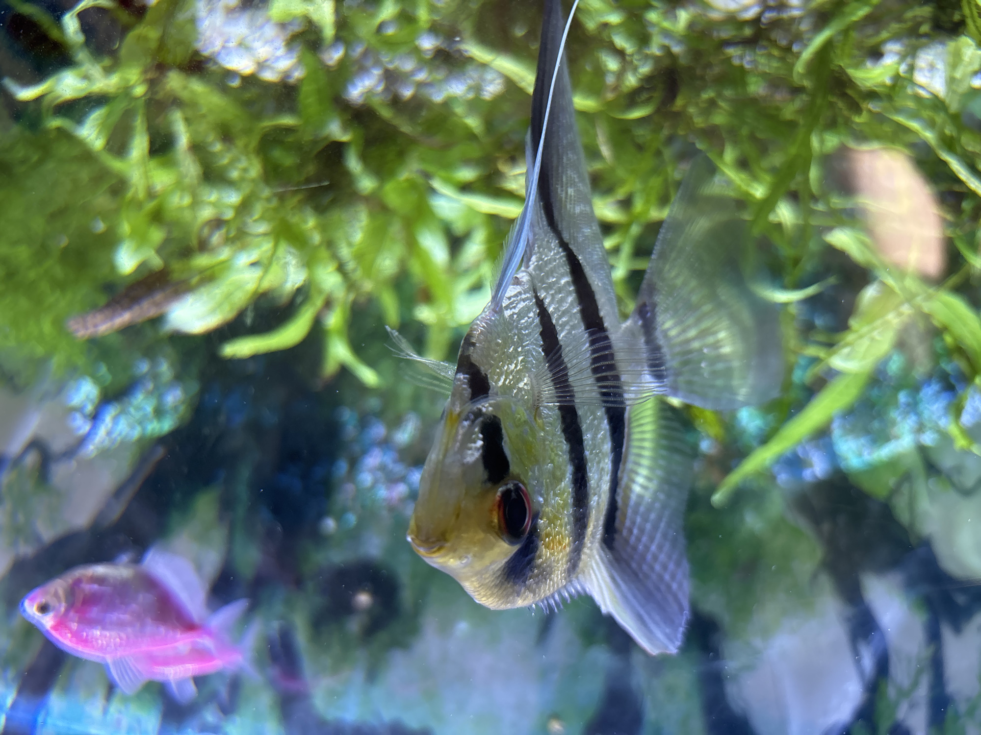 Close-up photos of angelfish and human mouth captured in Izhevsk