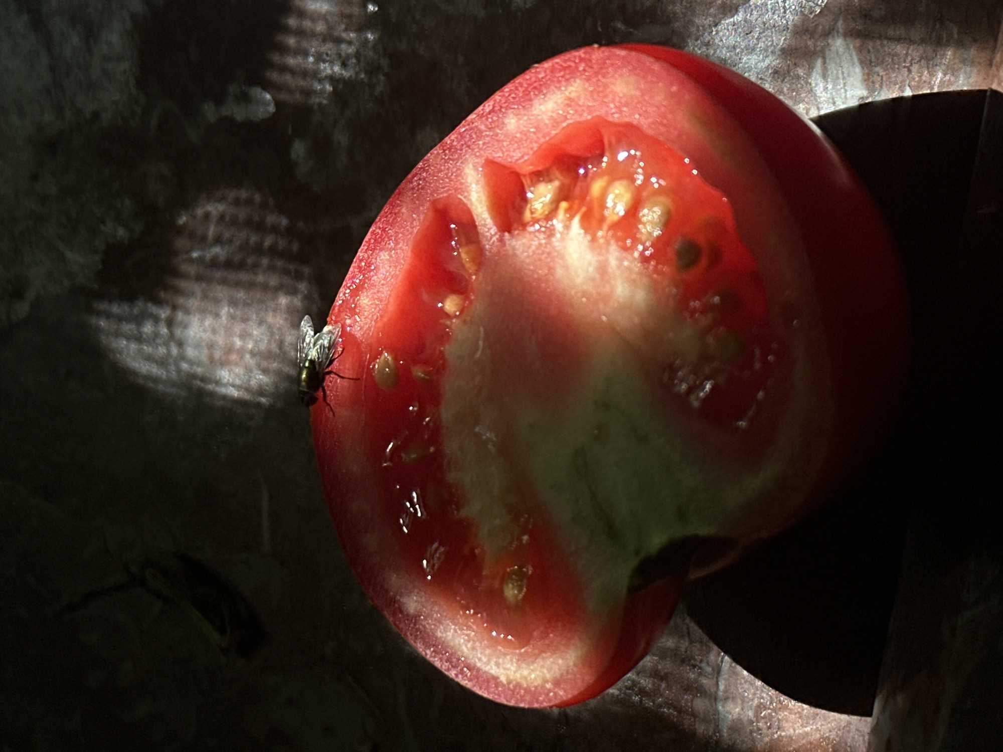 Fly on a sliced tomato, close-up macro shots, Netanya