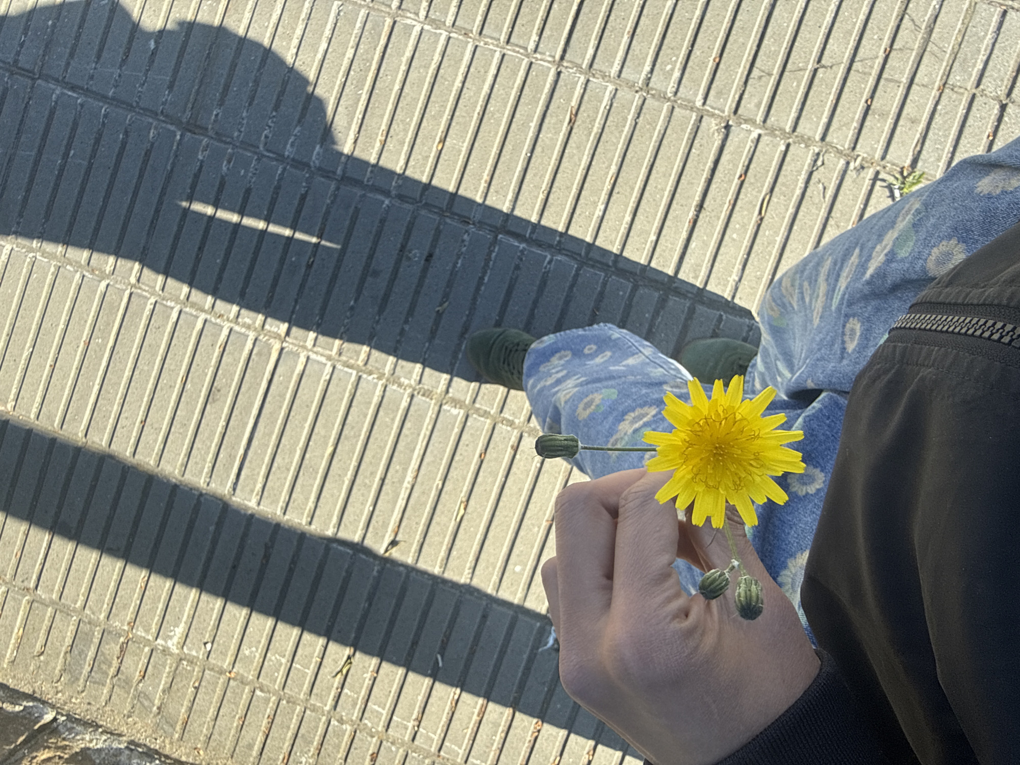 Person holds dandelion on sunny Barcelona sidewalk