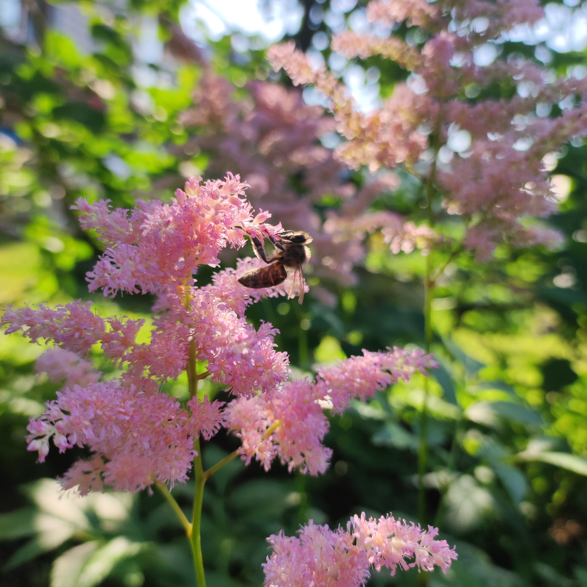 Close-up garden flower shots, bee and blooms in detail