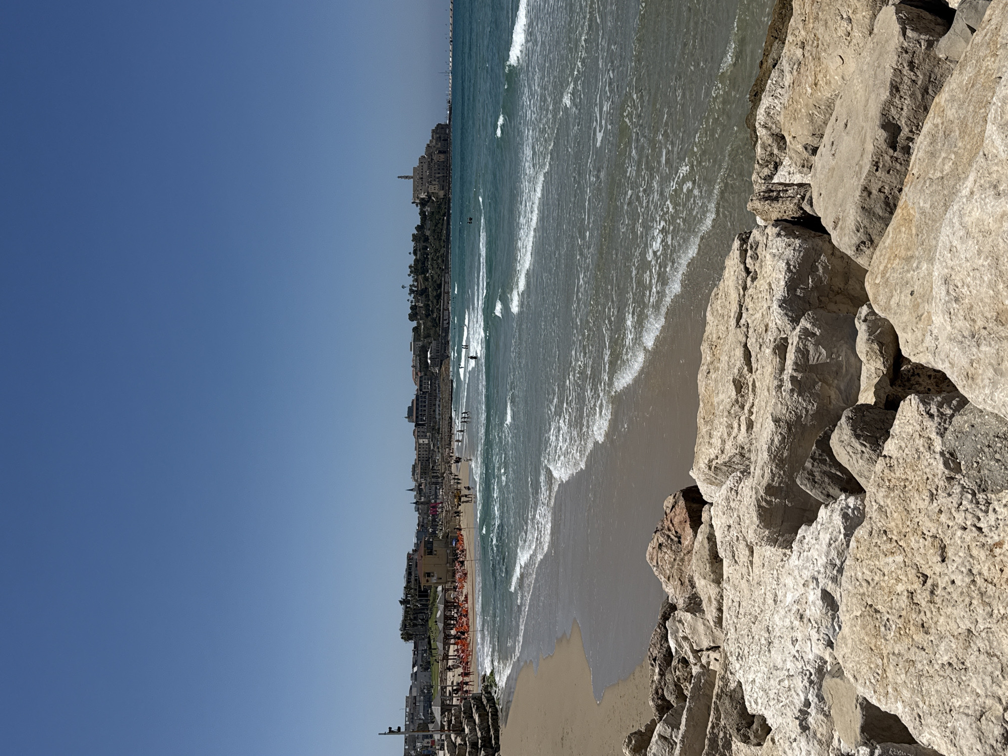 Dog spotted on Tel Aviv beach with yellow ring