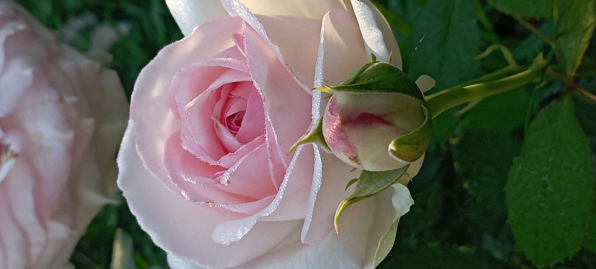 Dew-covered roses in a Radisne garden, early June morning