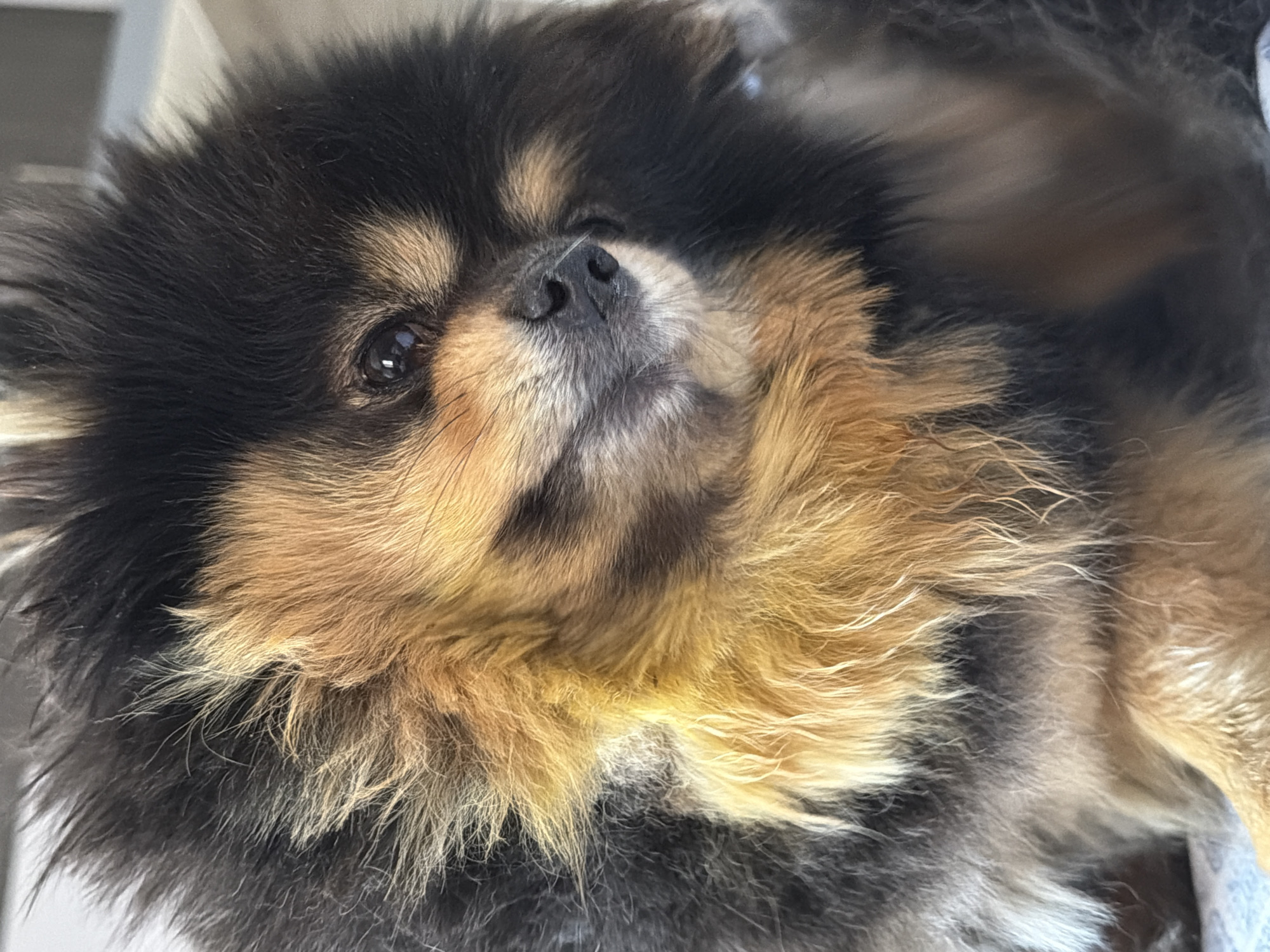 Pomeranian dog photographed during afternoon rest in Cuautla, Mexico