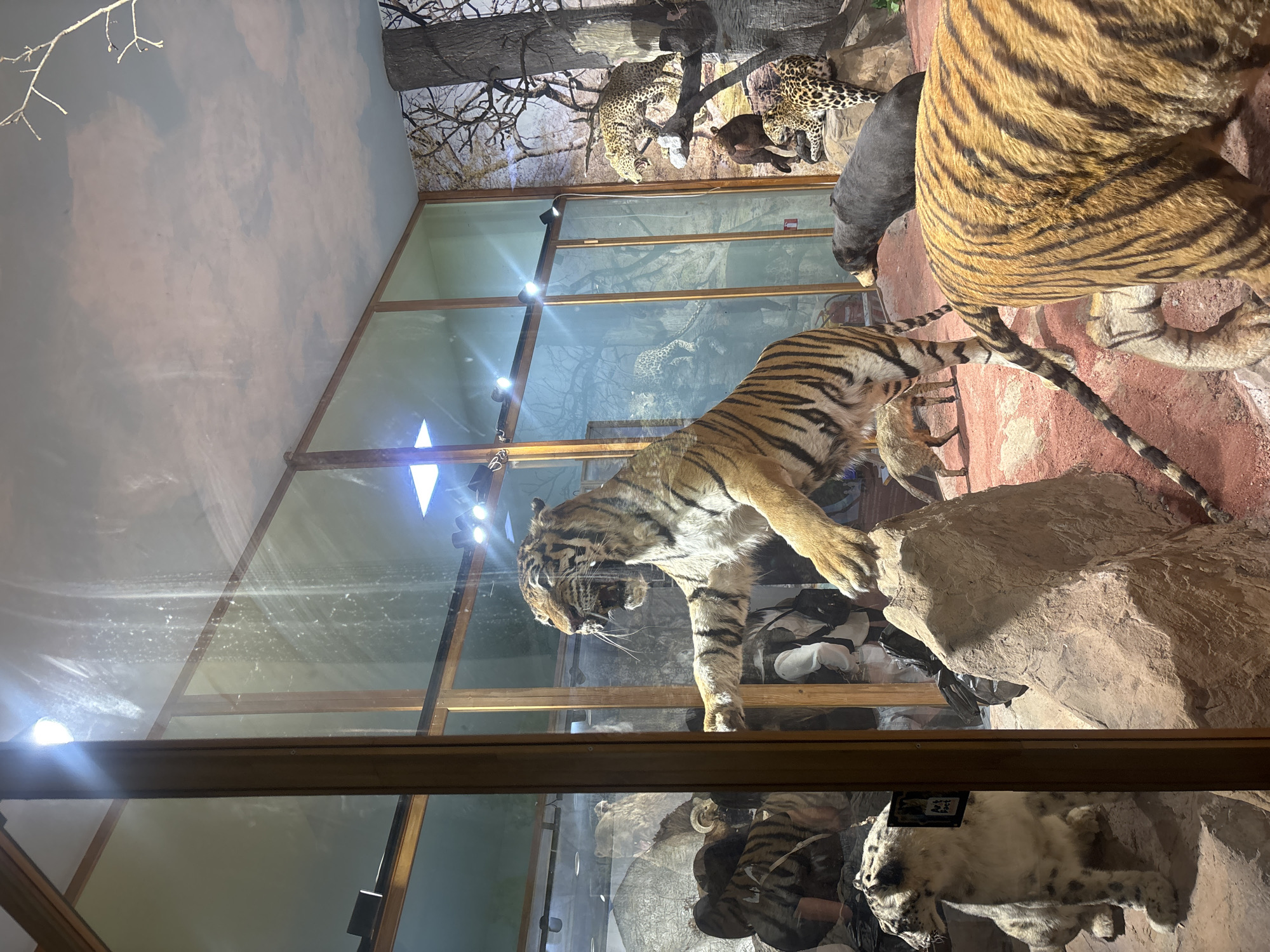 Museum visitor documents wildlife exhibits at Plovdiv Natural History Museum
