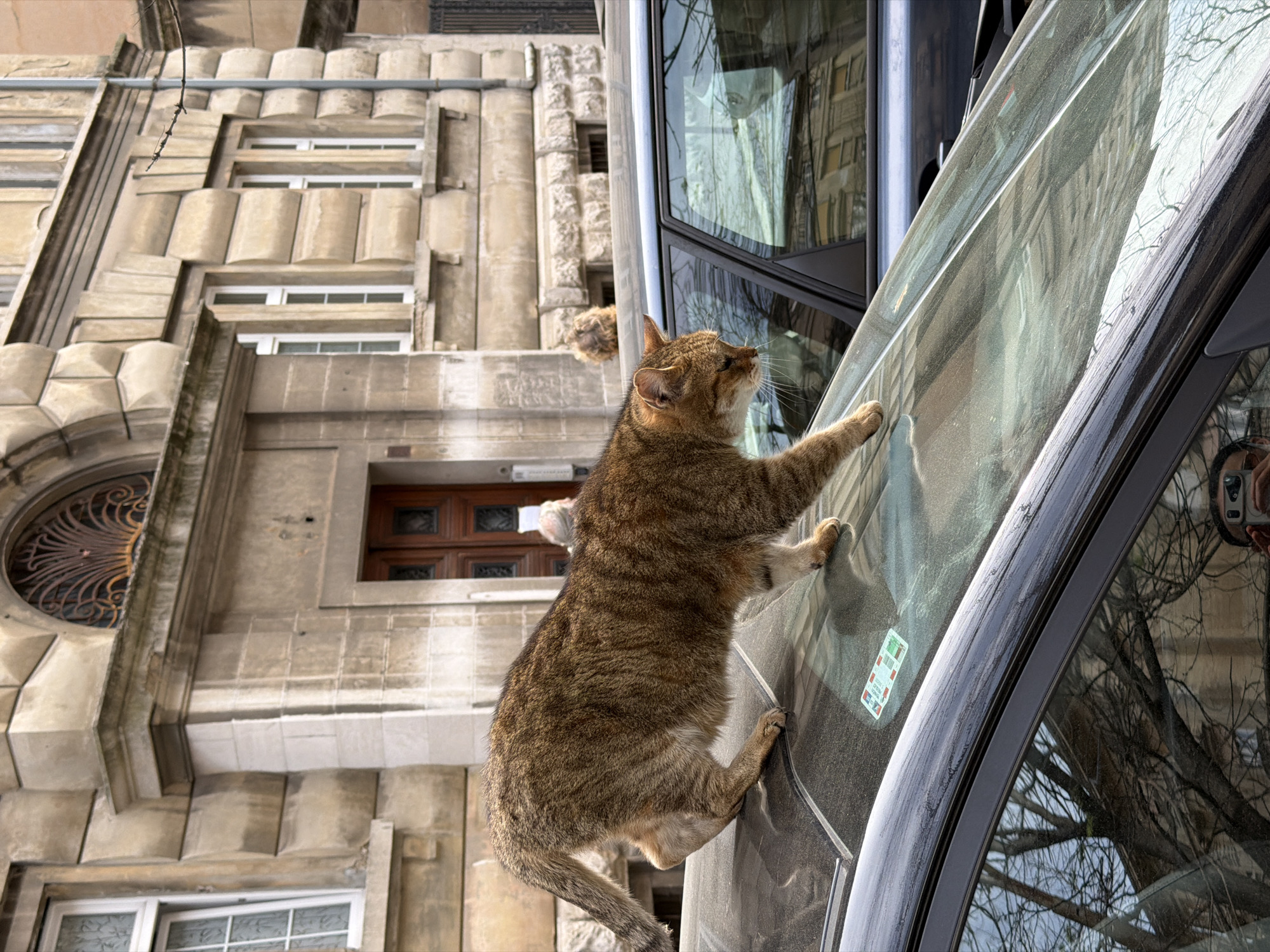 Cat clings to car windshield in Rijeka, Croatia