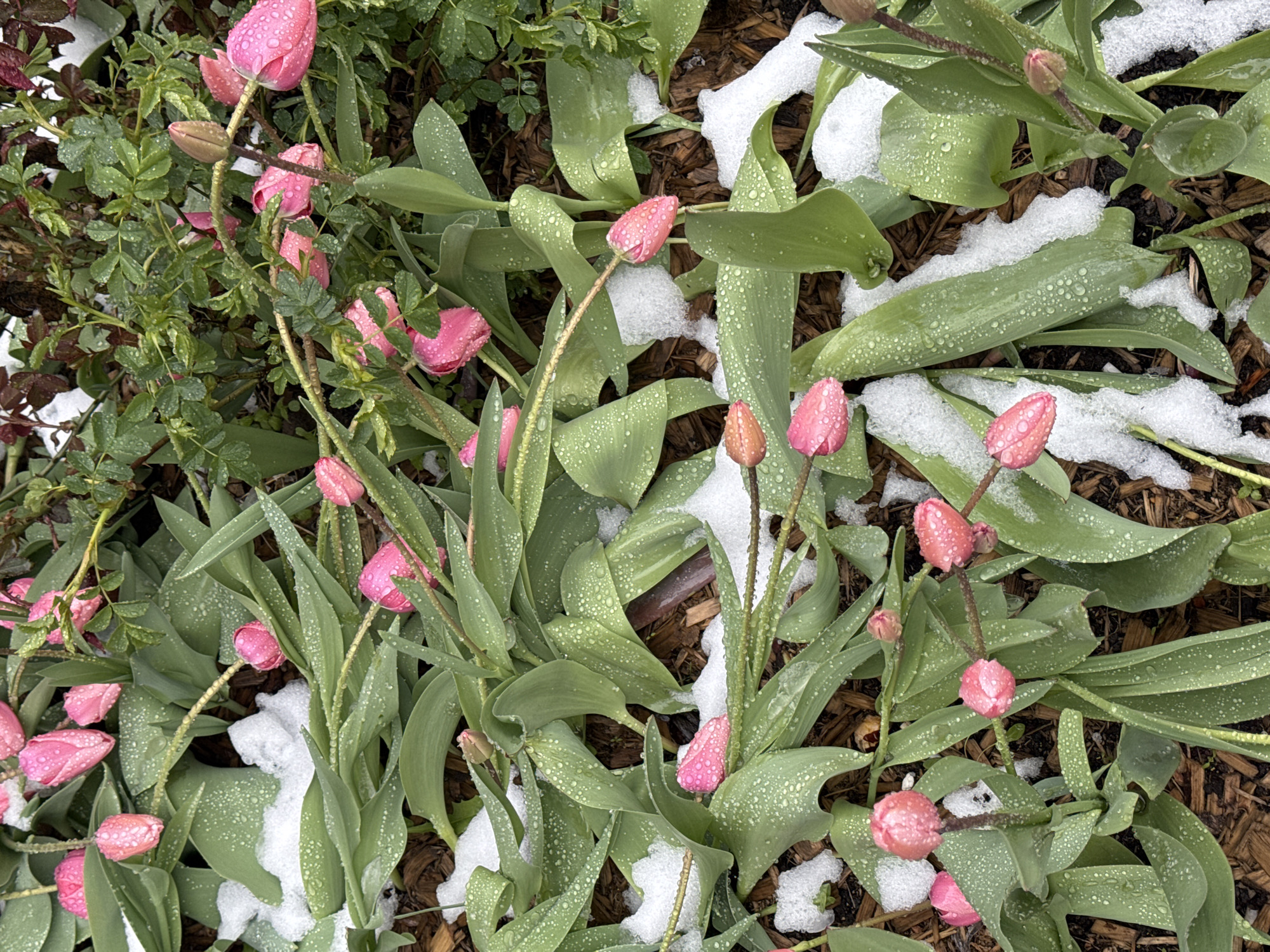 Spring tulips emerge through snow in Moscow garden