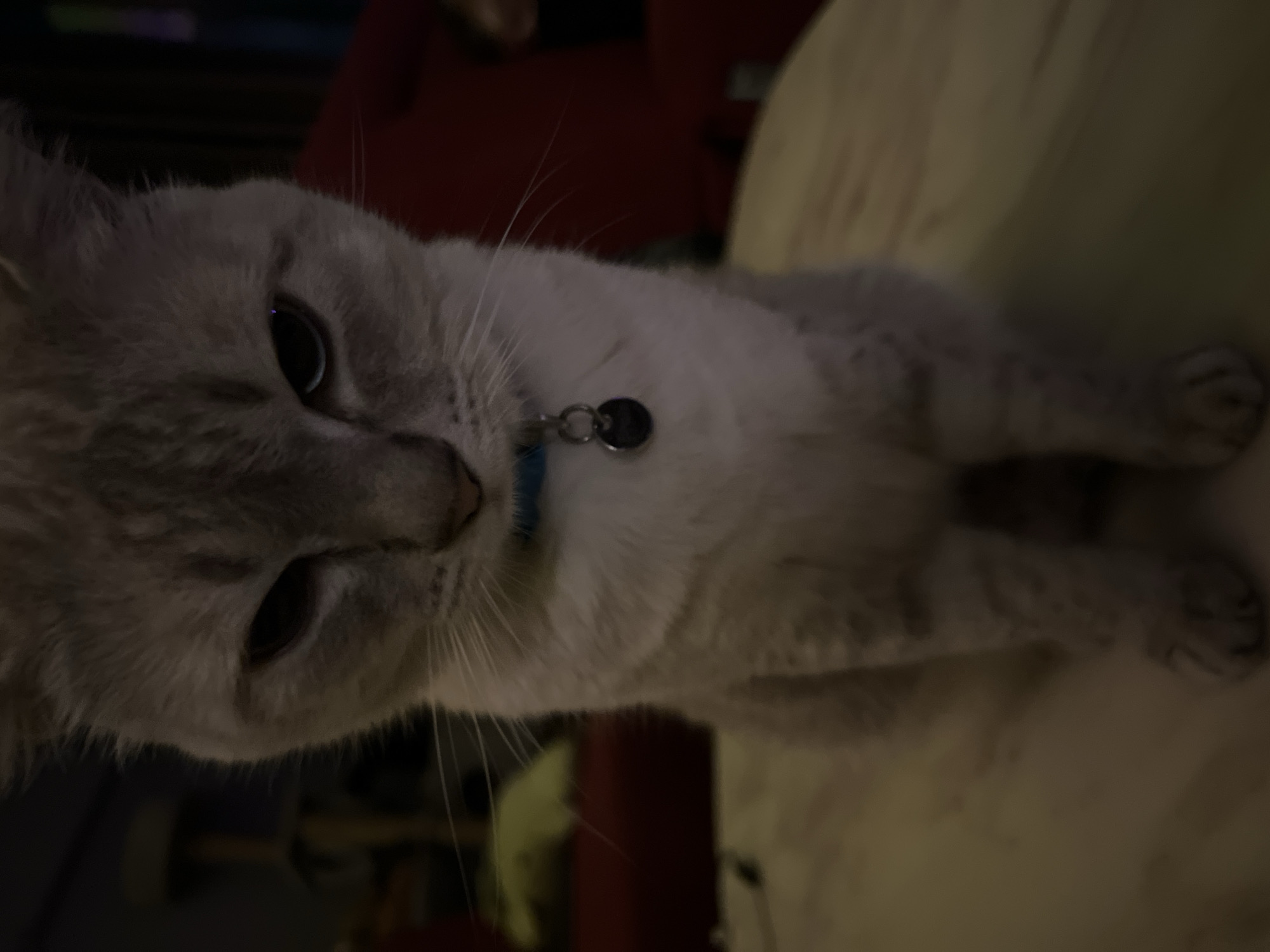 Family cat and toddler documented in domestic afternoon scenes