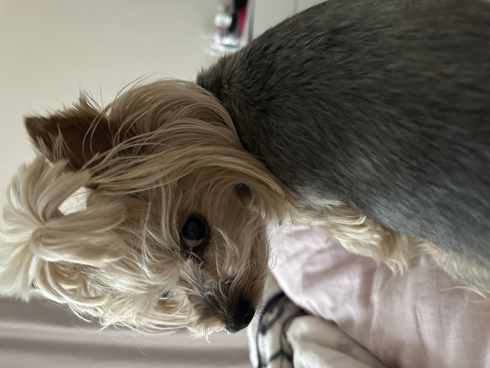 Yorkshire Terrier photographed in close-up shots in Sofia