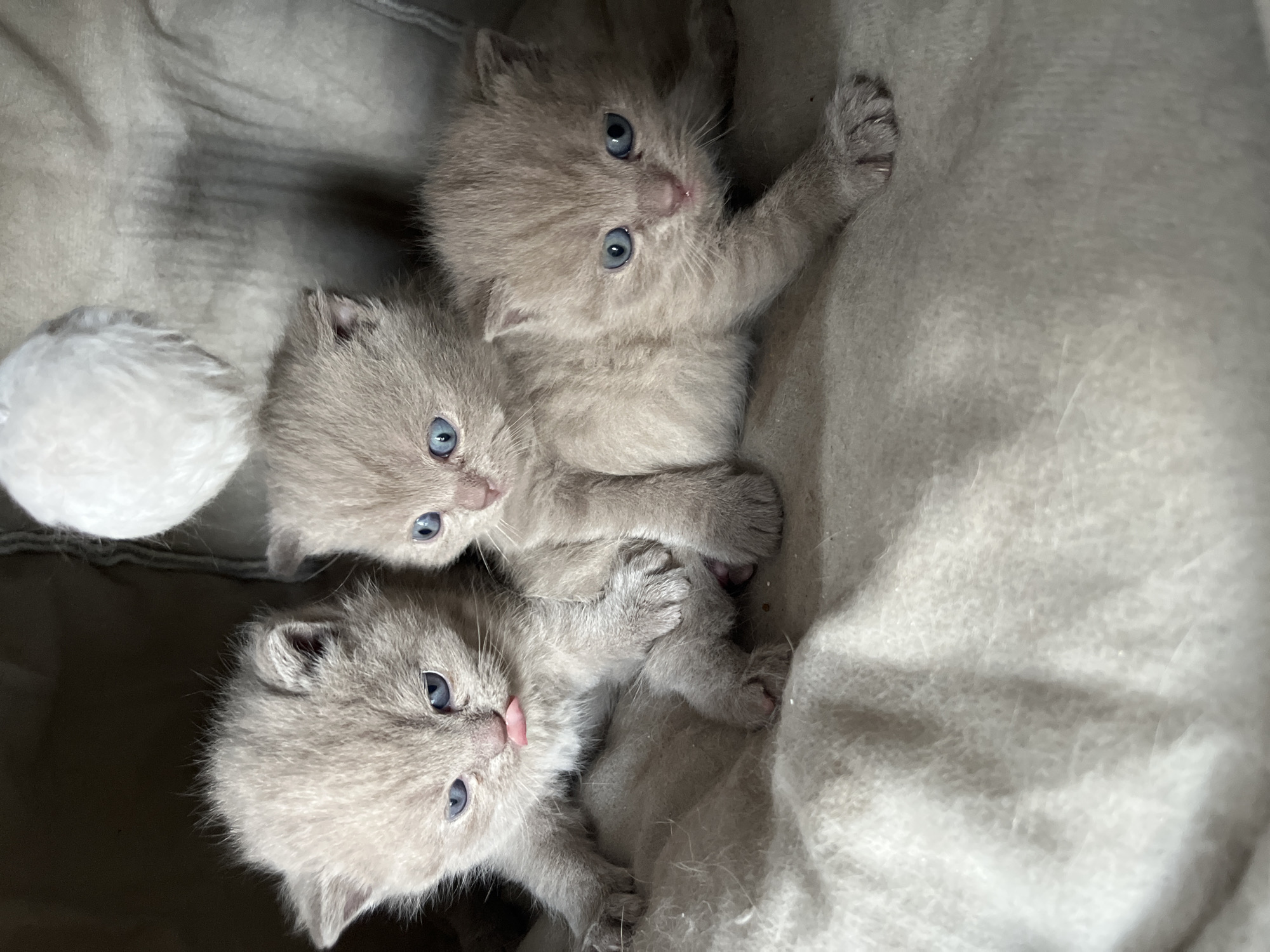 Kittens spotted resting in Kulata, Bulgaria