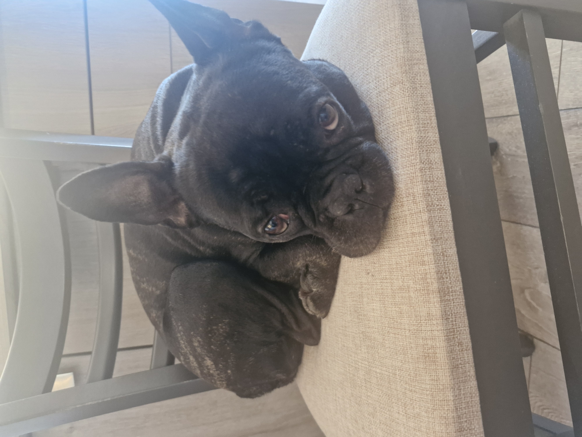 Black French bulldog sits on chair in Plovdiv