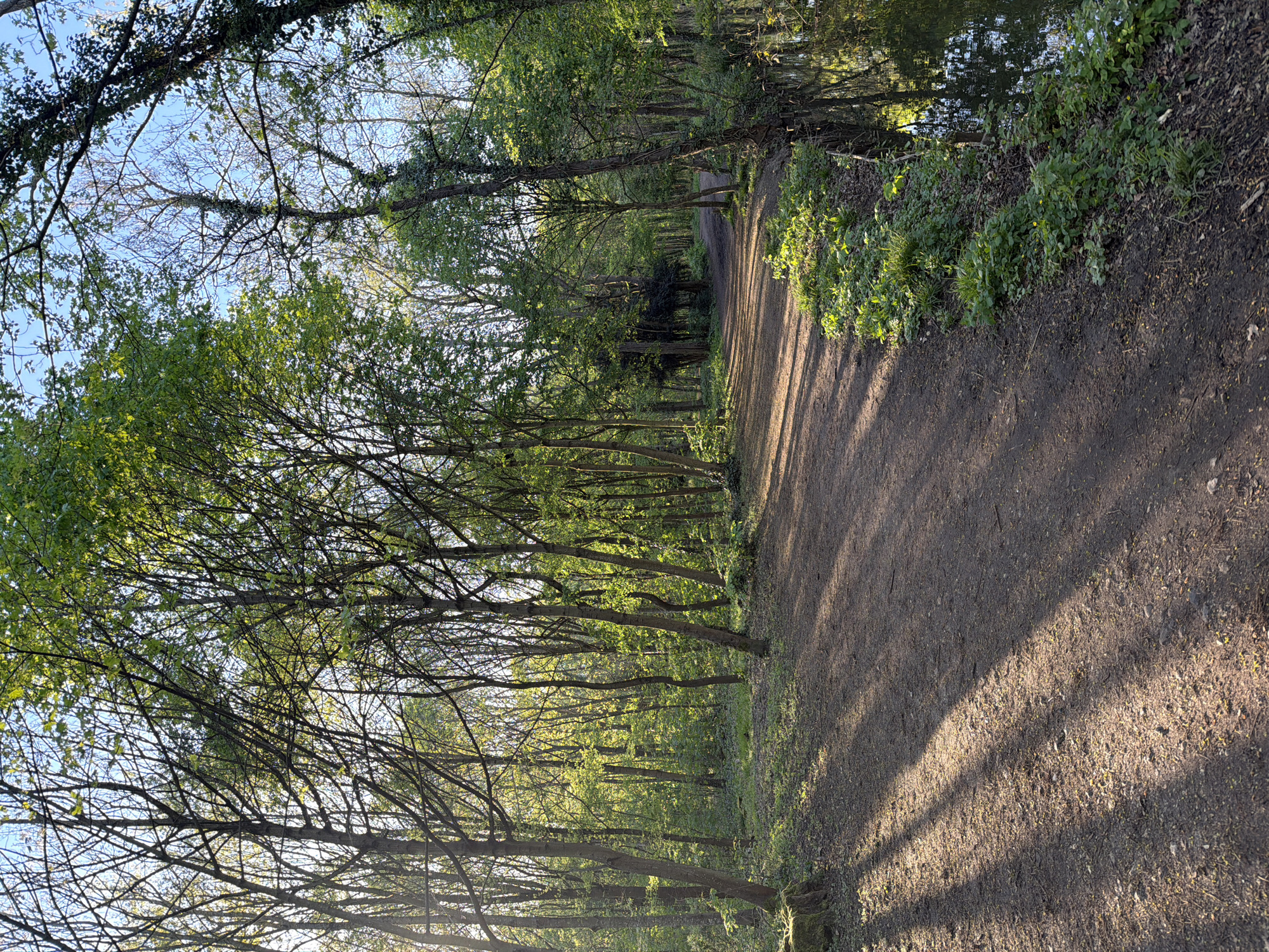 Sunlit forest path captured in Paris afternoon