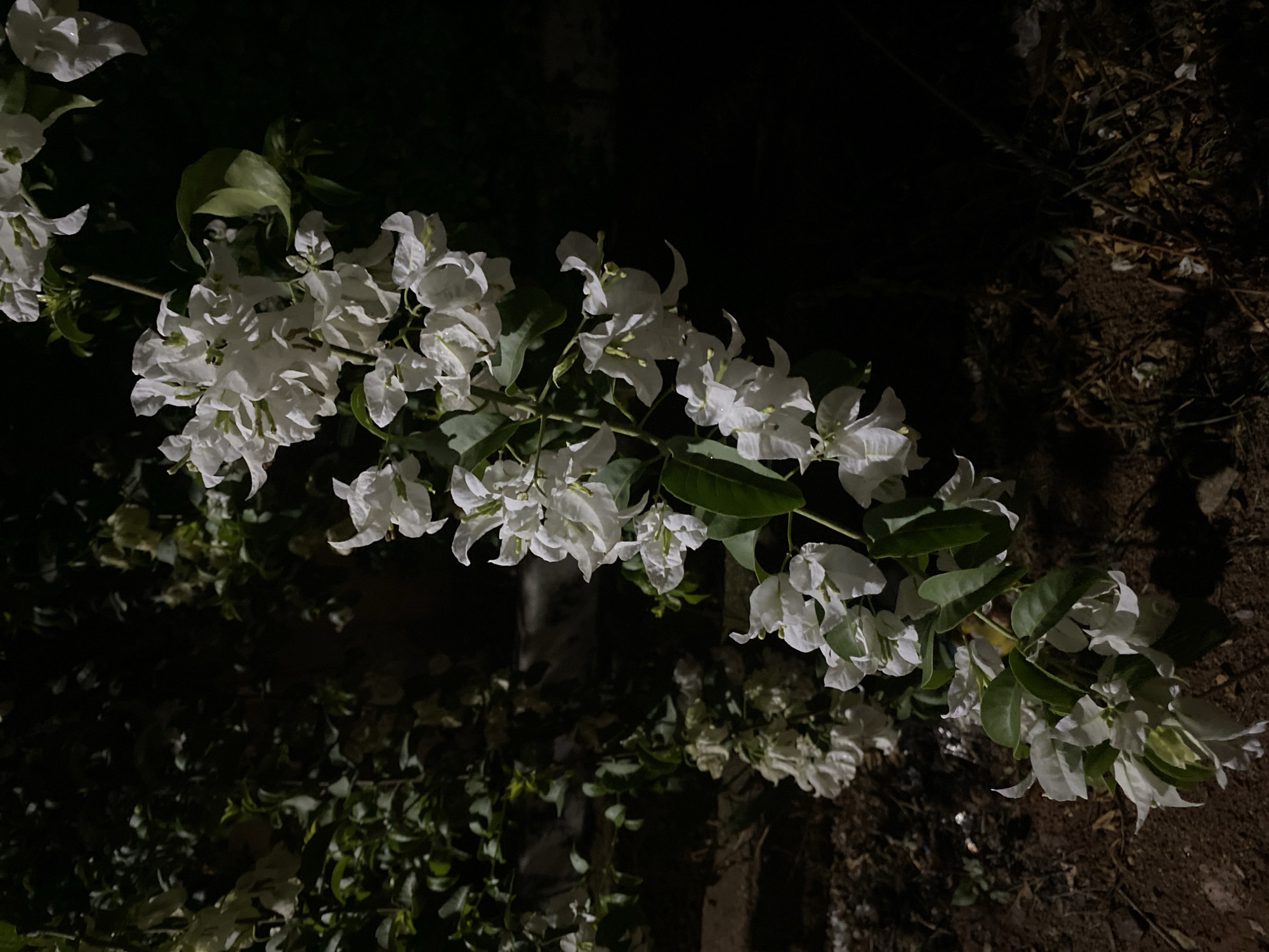 White bougainvillea flowers photographed in Bar Jirgi Summa, Nigeria
