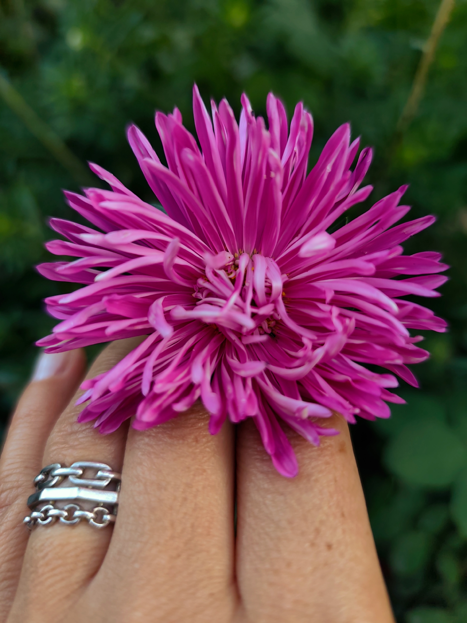 Pink garden flowers, close up, Durlești