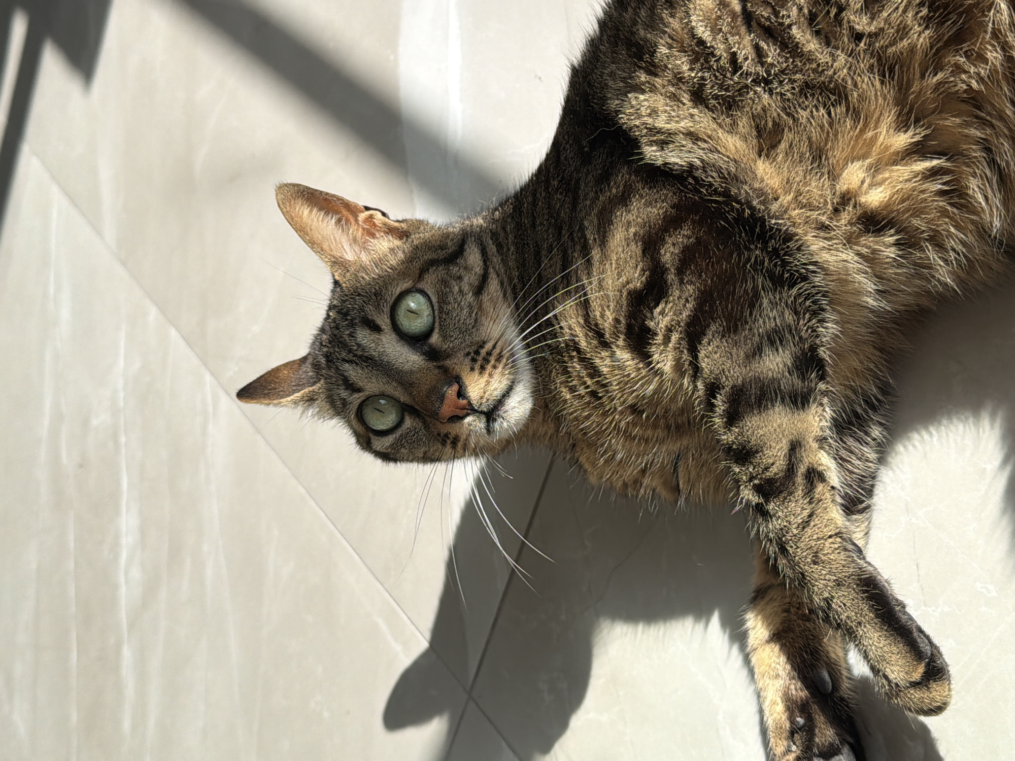 Morning cat activity observed in Bat Yam residence