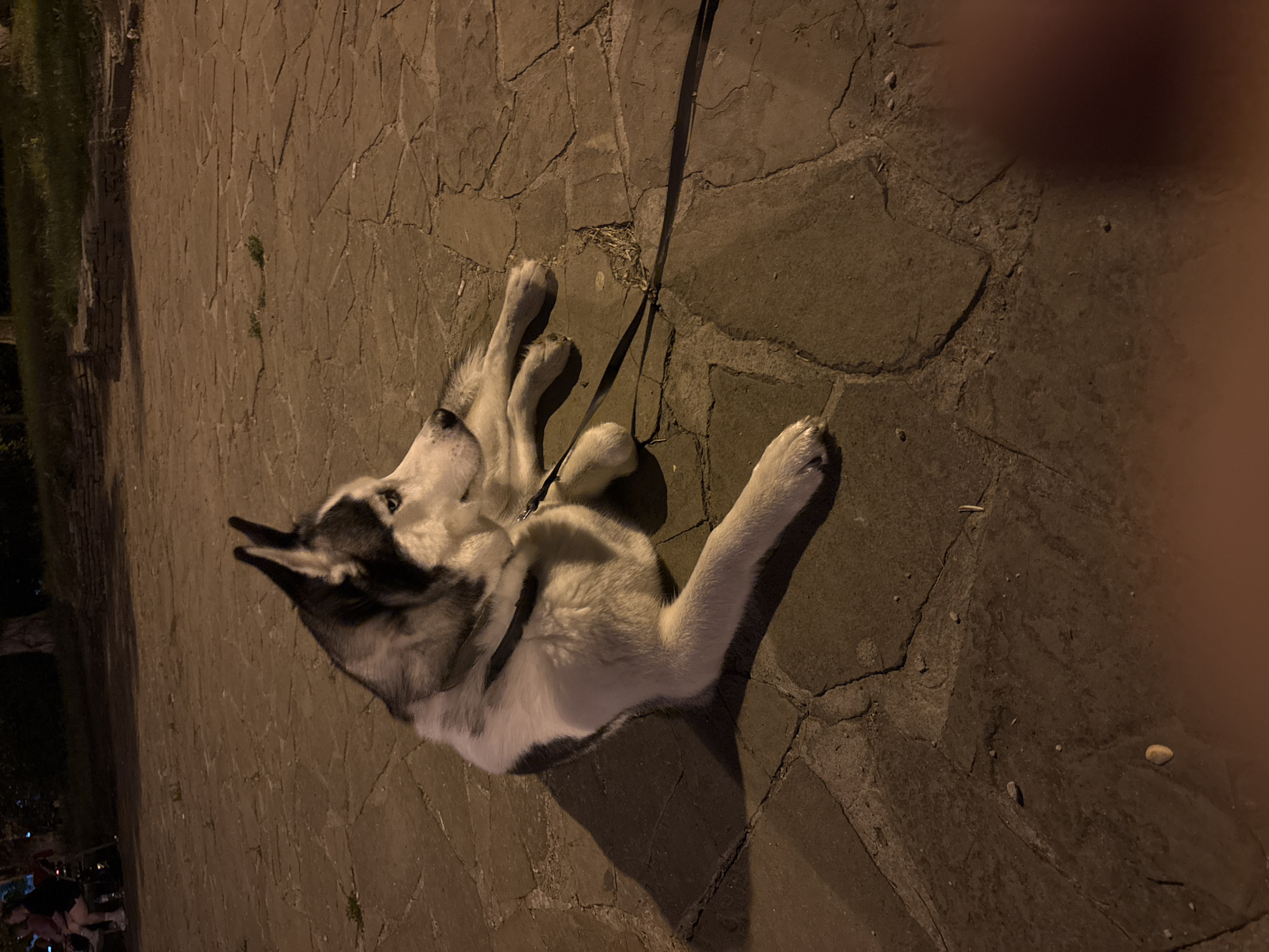 Husky walks near fountain in Tolyatti evening setting
