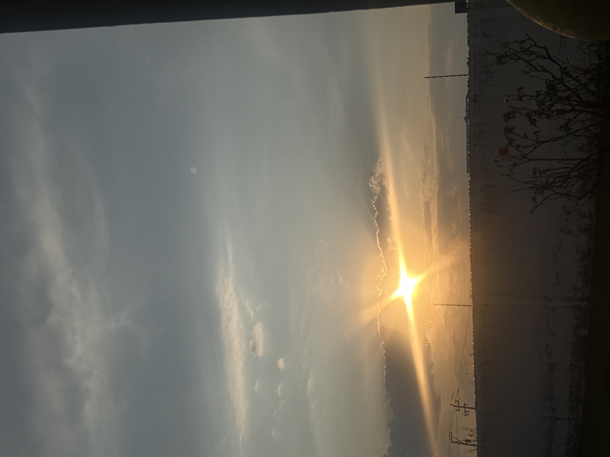 Sunset scenes with dogs playing captured by witness
