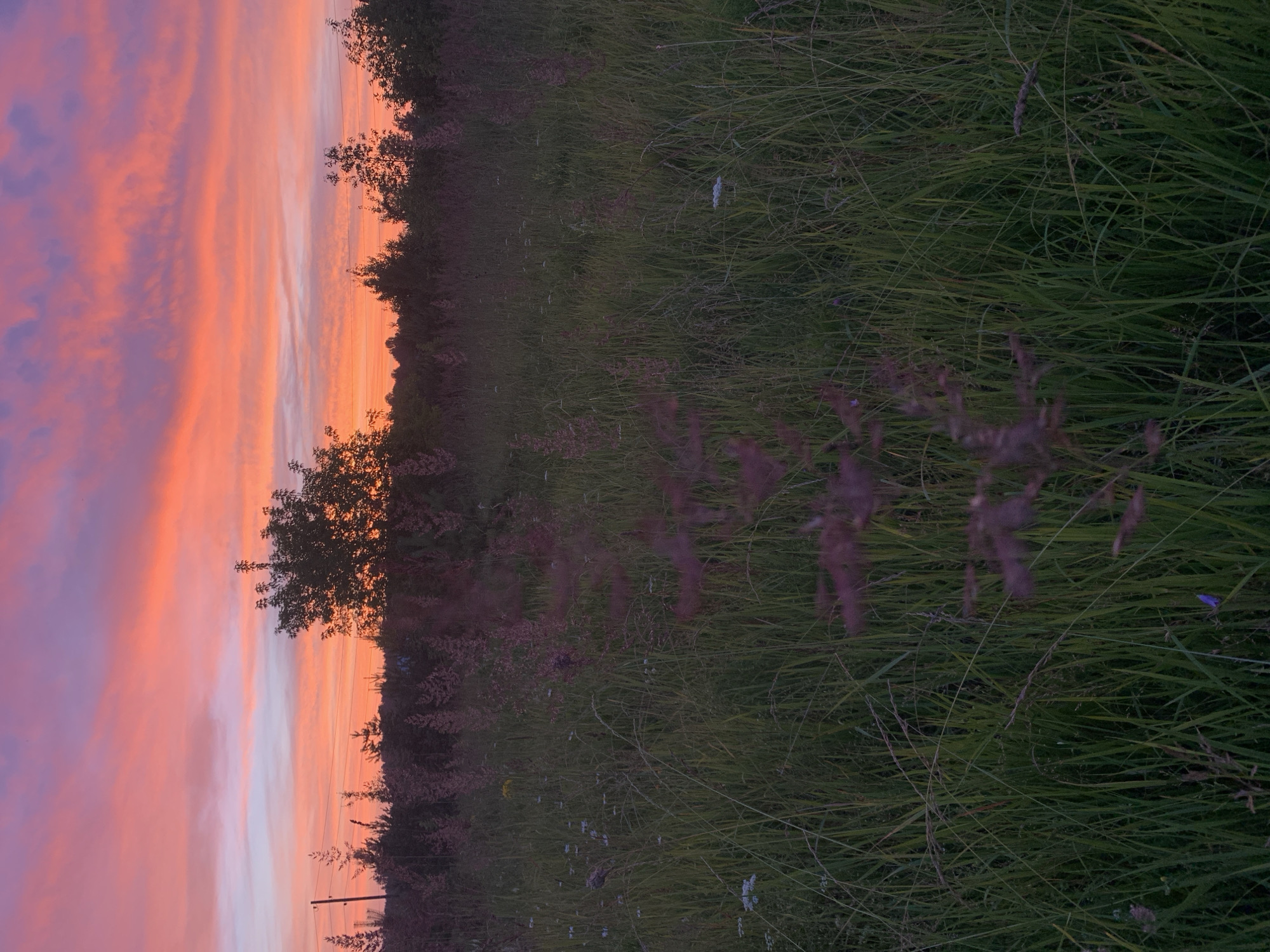 Sunset over a grassy field with cut logs, Sergeevo