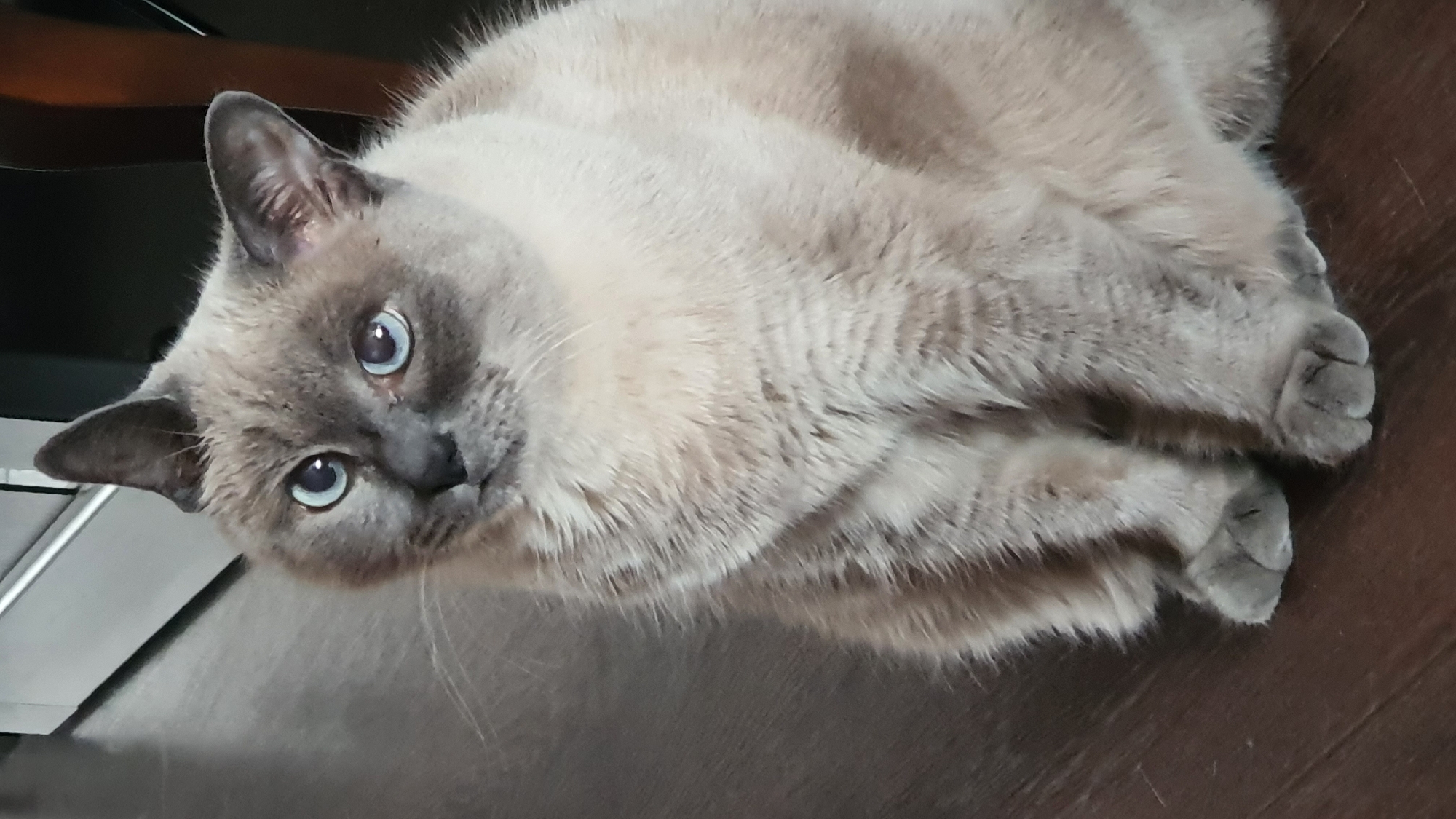 Siamese cat on a dark wood floor, Krasnoyarsk apartment