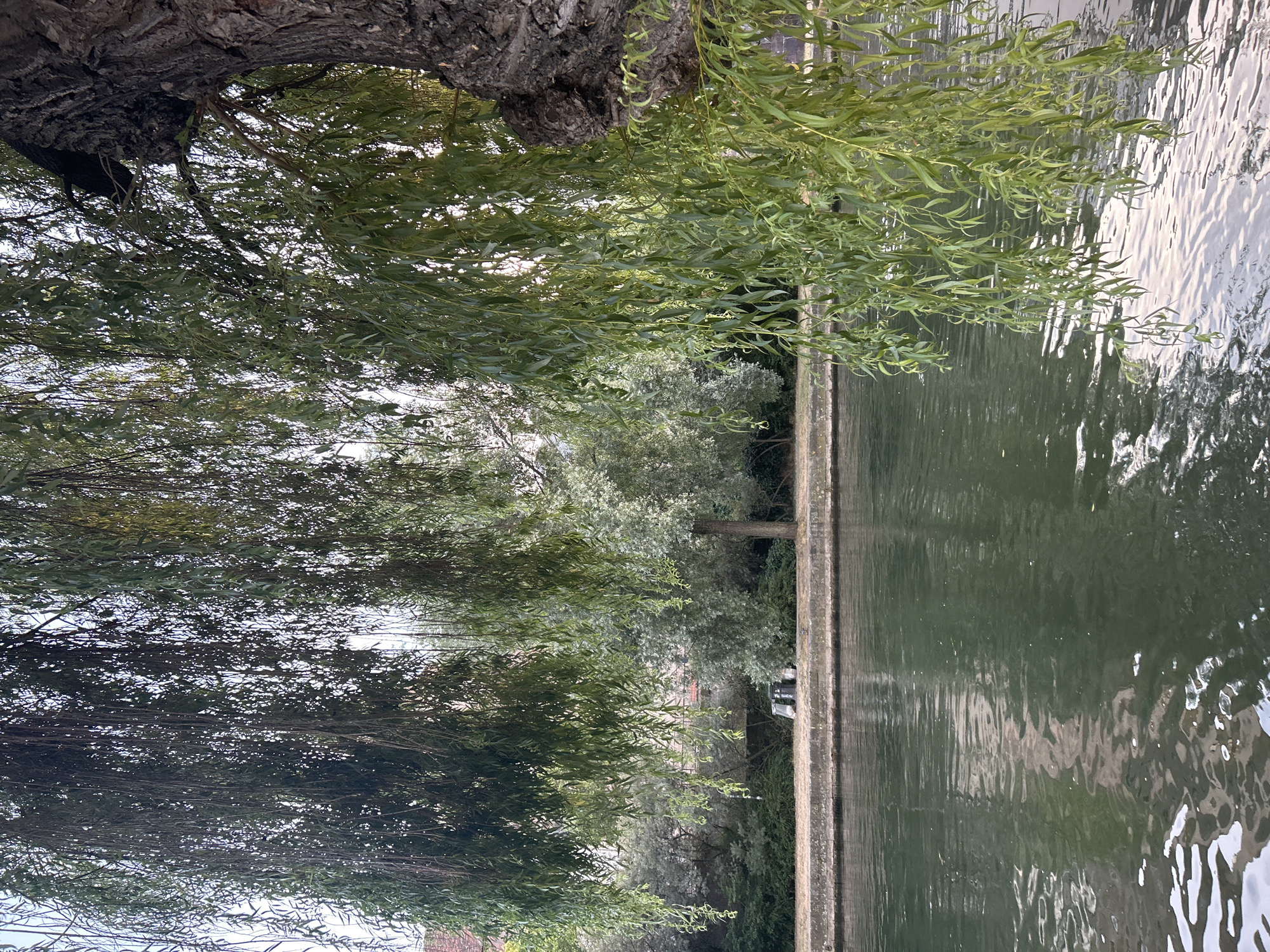 Ill River and weeping willow, Petite France, Strasbourg