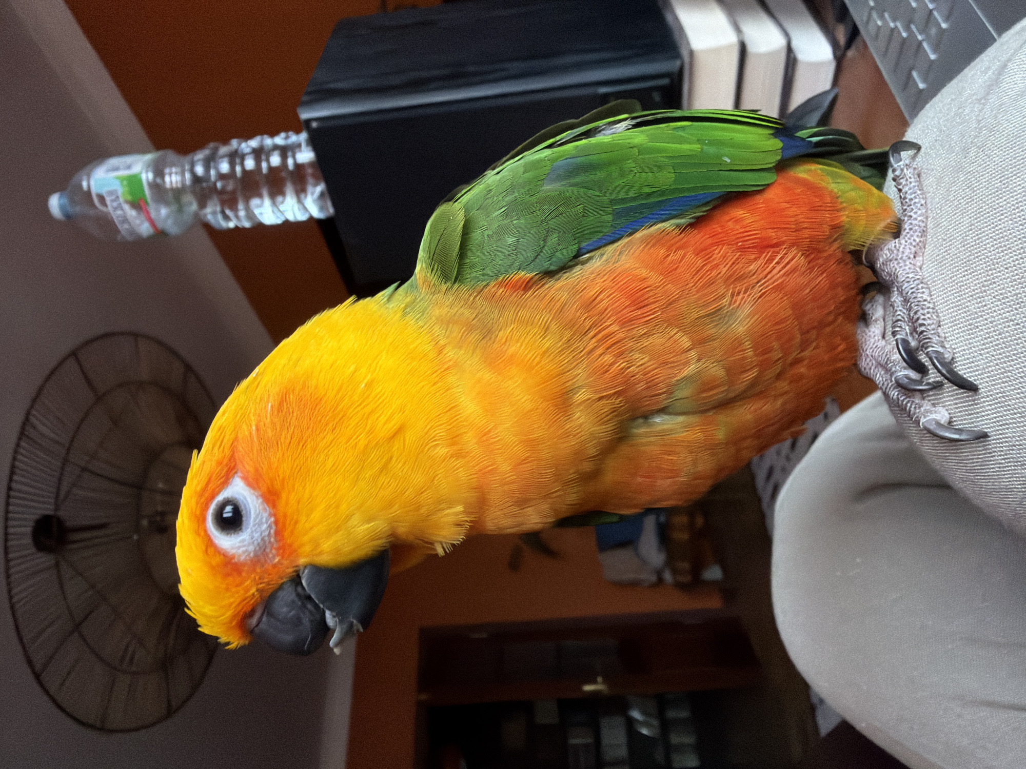 Woman poses with colorful parrot indoors in Khimki