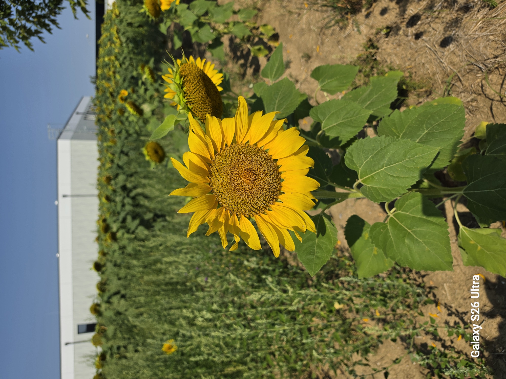 Sunflowers in full bloom, Loosdorf, Austria