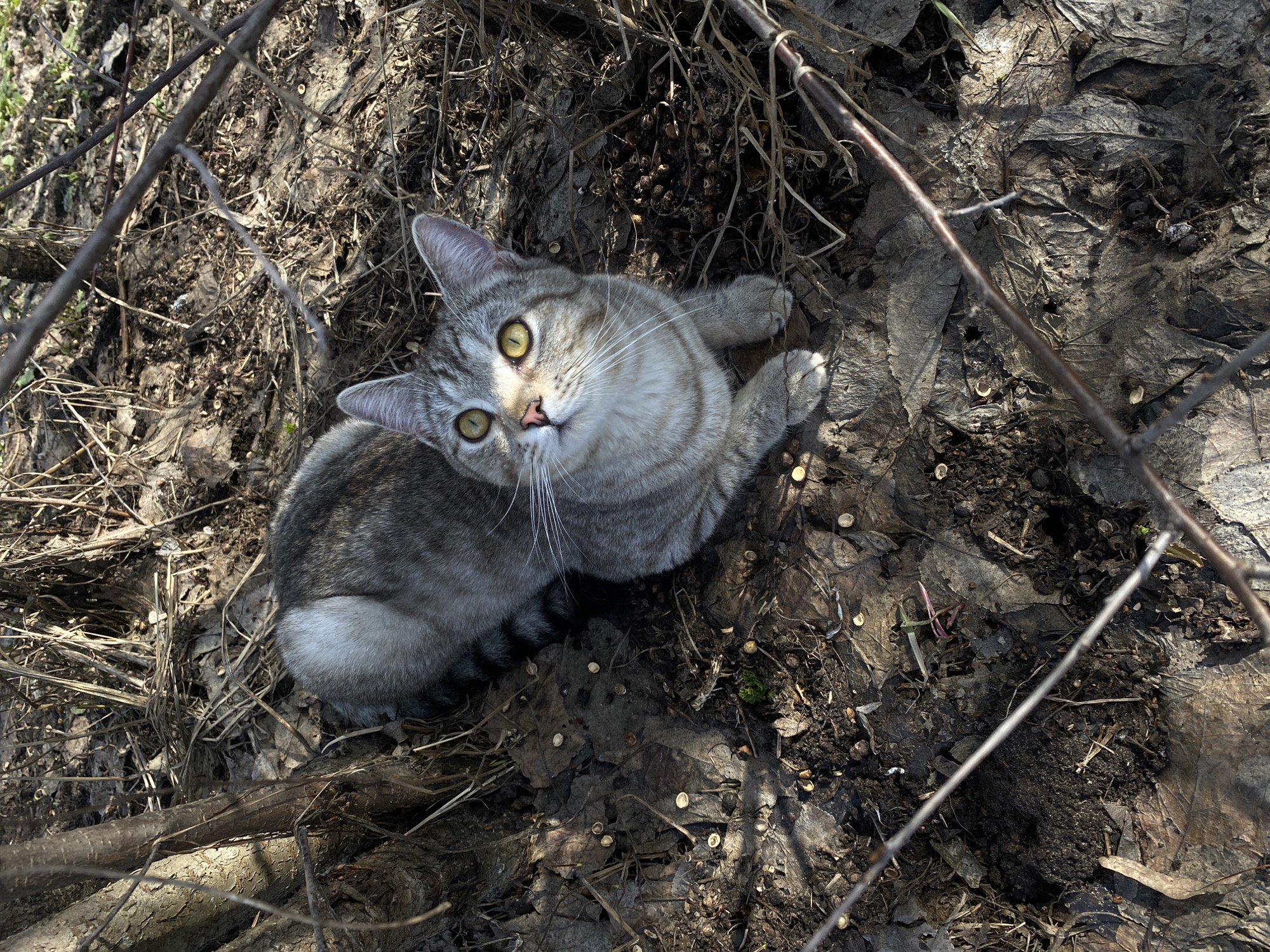 Cat and child spotted outdoors in Ольховка, Russia