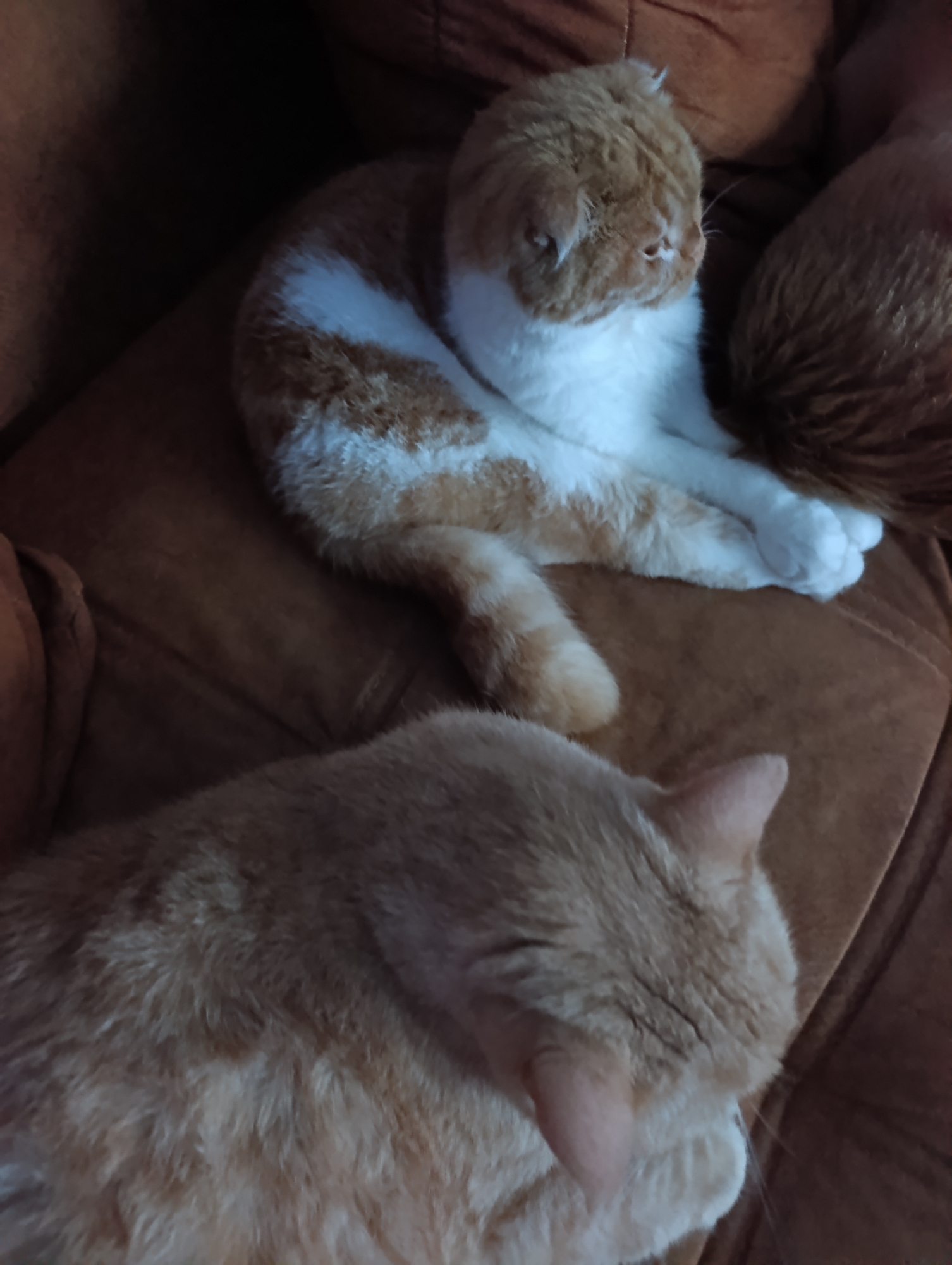 Cats, a couch, and a backyard pool in Ivanovka