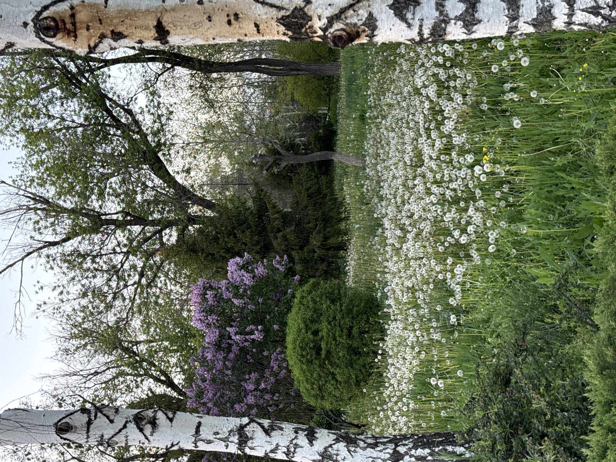 Woman captures spring moment in Donetsk park among dandelions