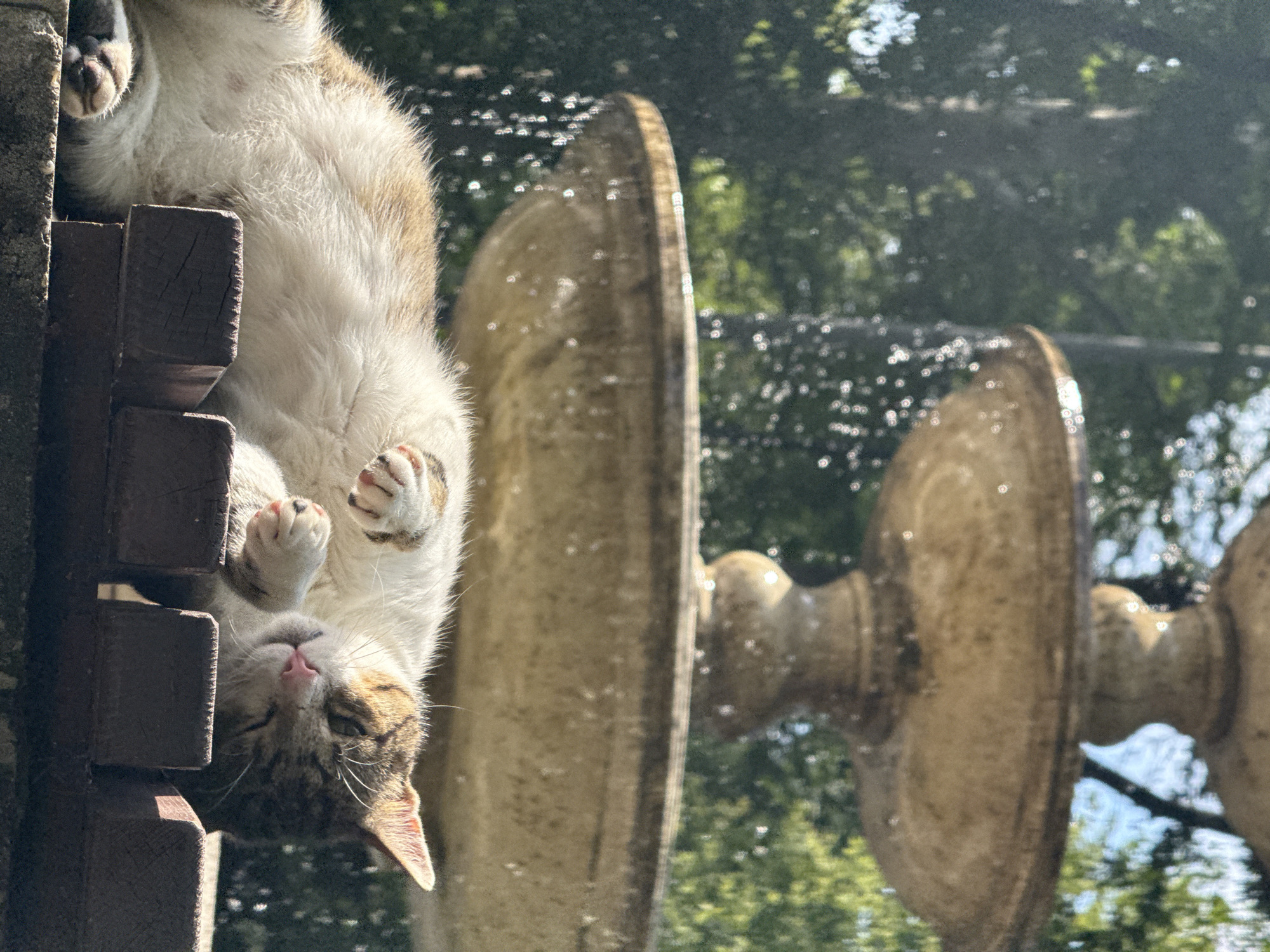 Shumen fountain cat doing absolutely nothing in particular