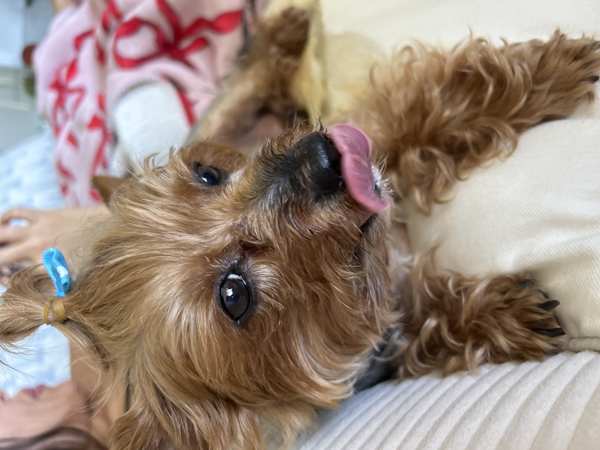 Yorkie with a blue bow, tongue out, chilling in Aventura