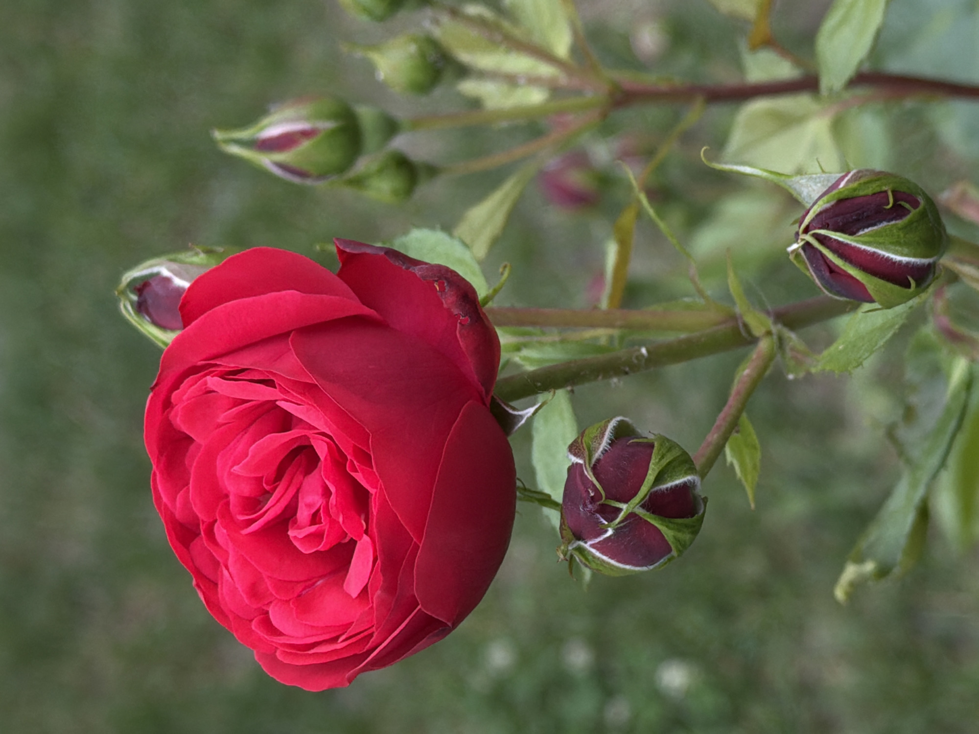 Lakeside fishing trip and garden blooms captured by witnesses