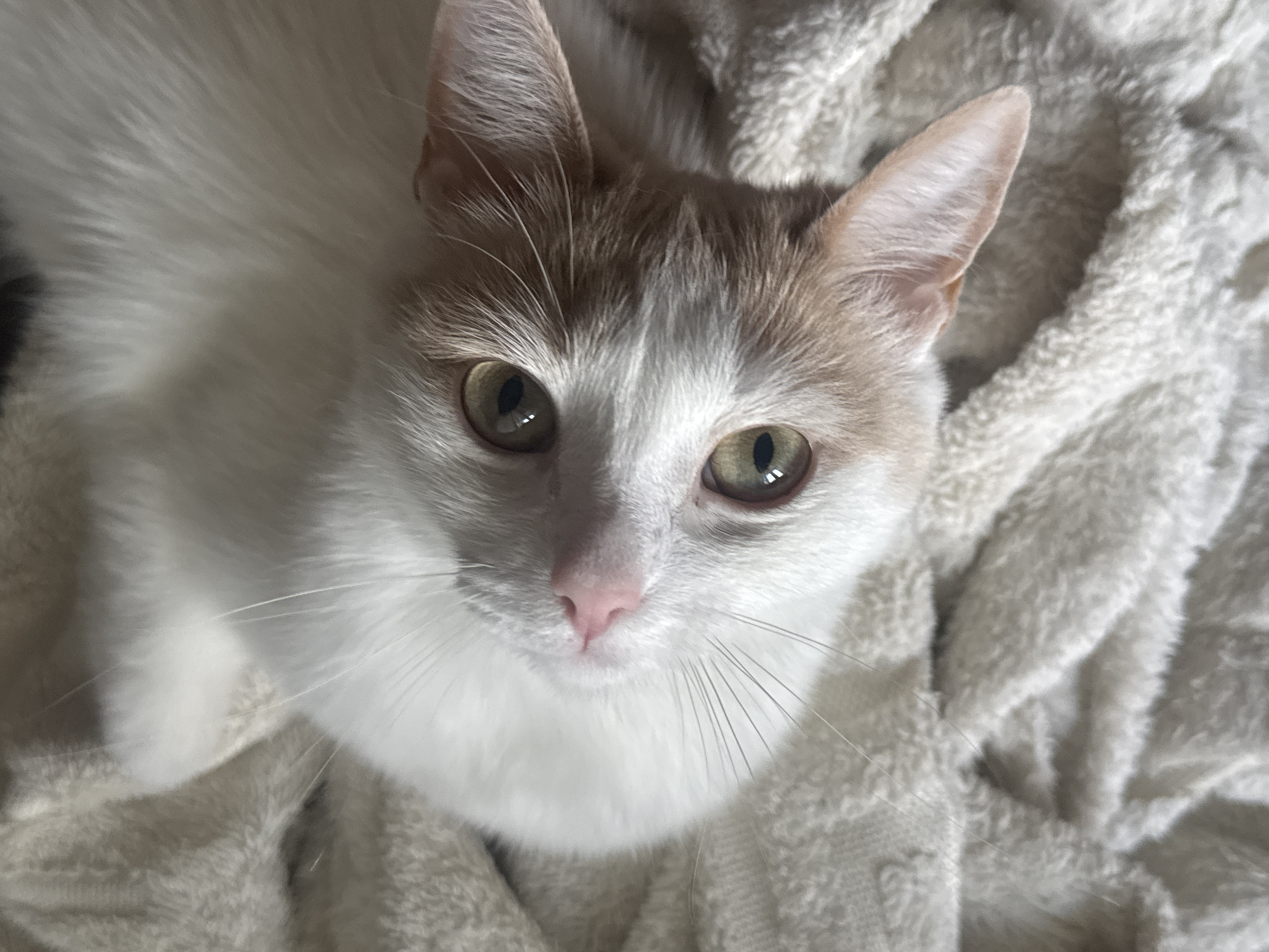 Quiet Moscow morning at home with pets and everyday objects