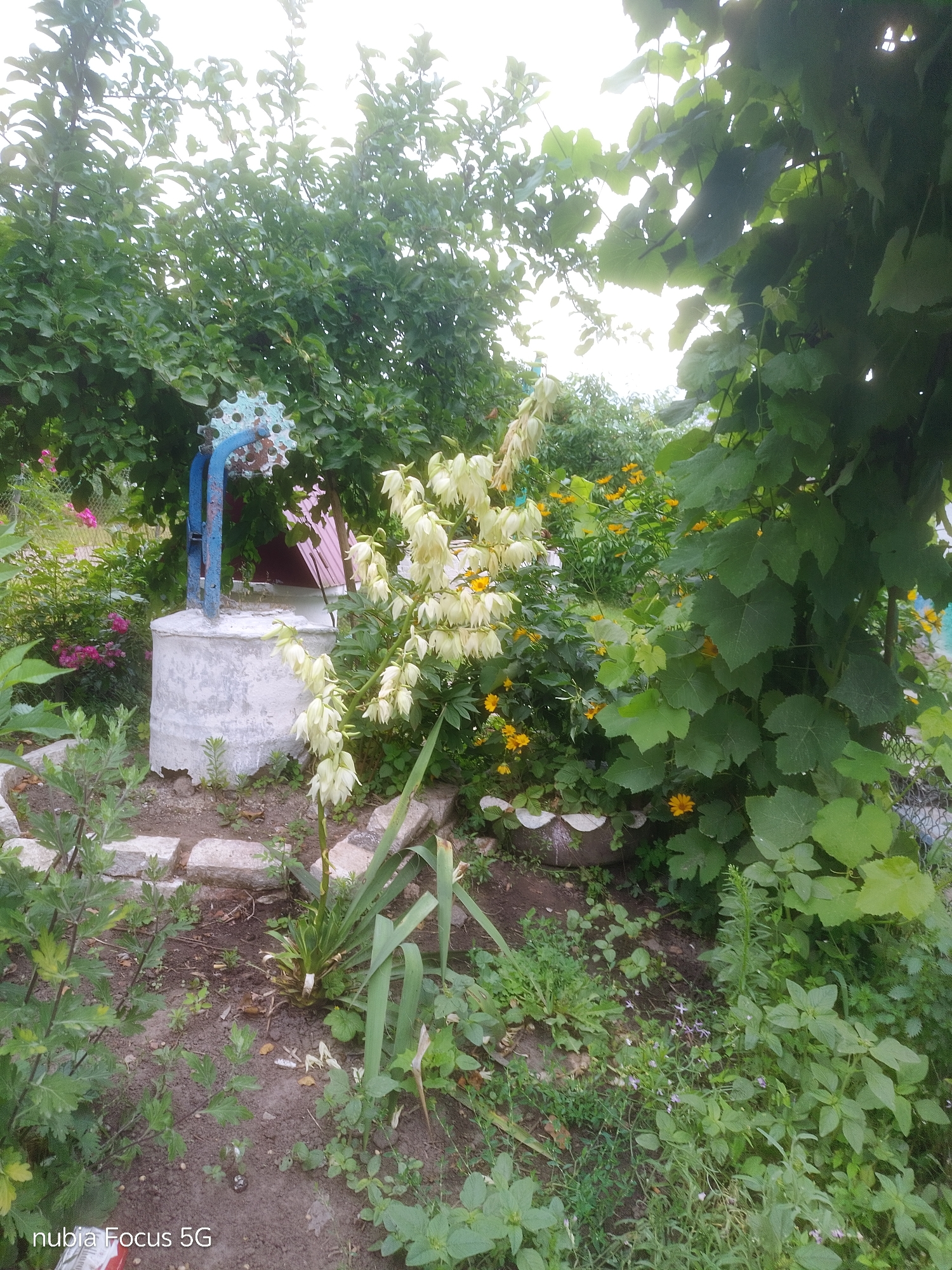 Summer morning on a Ukrainian village homestead in full bloom