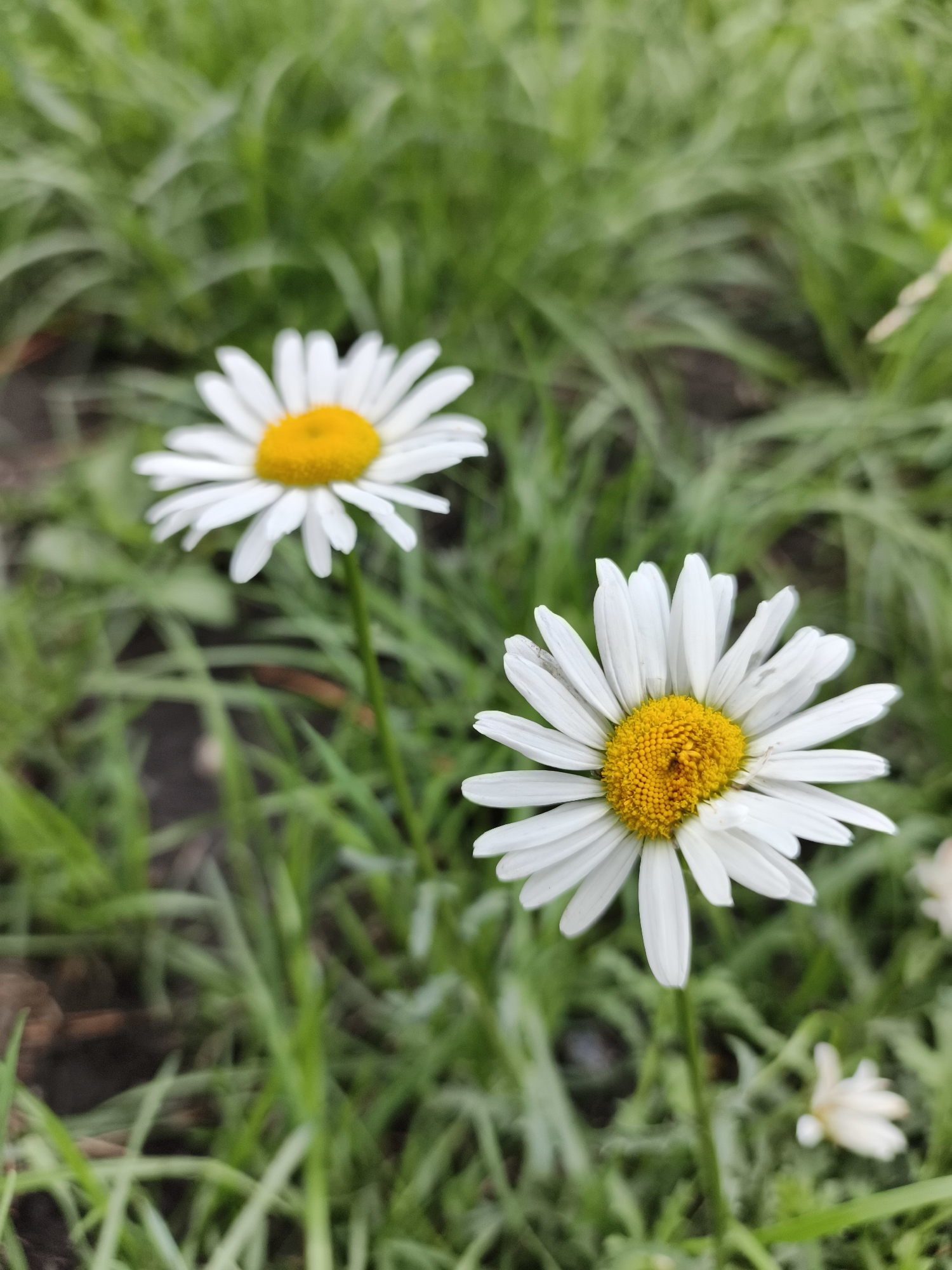 Close-up flora shots along the Katun River, July morning