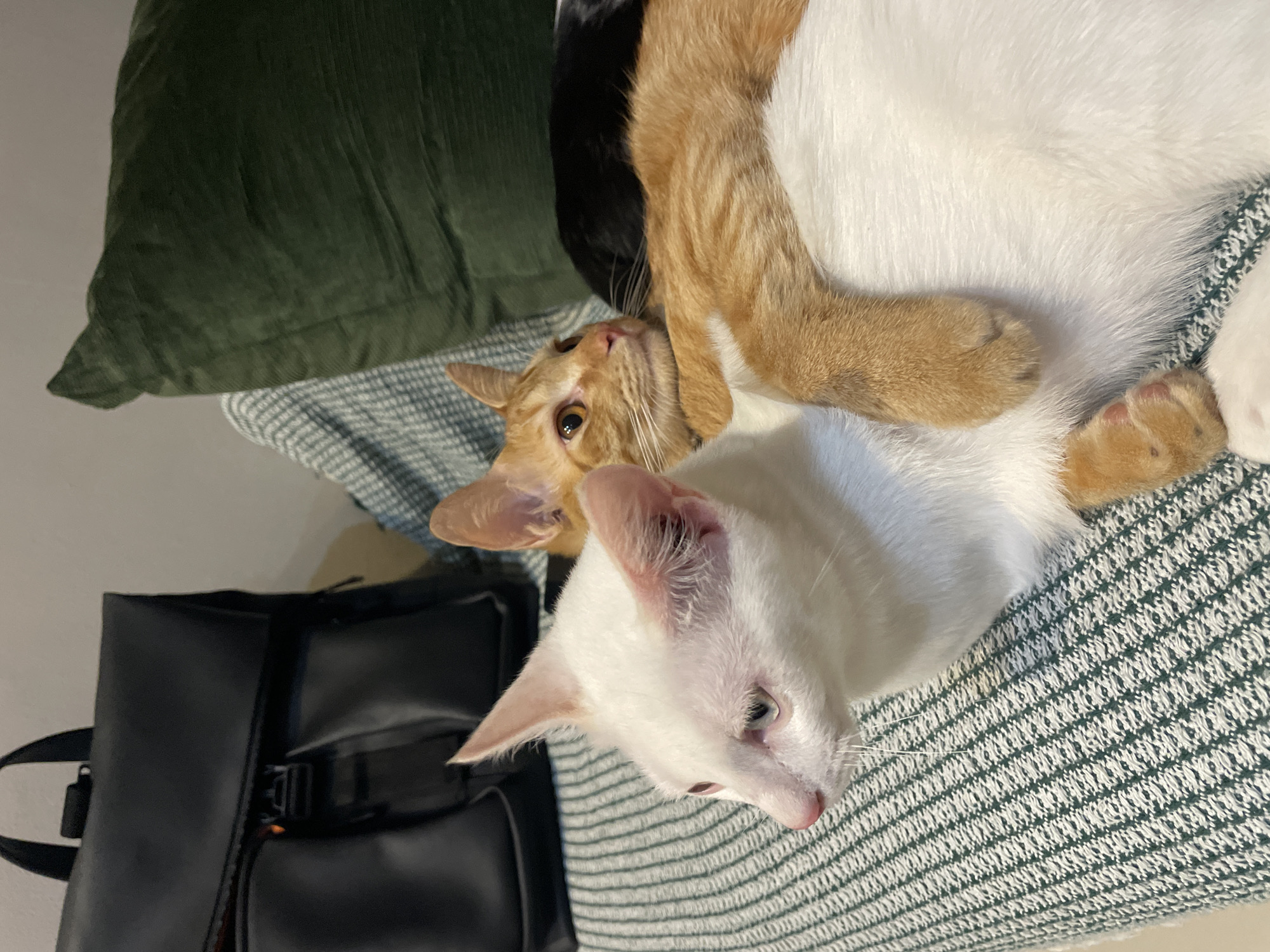 Cats observed lounging in residential spaces across Denpasar morning