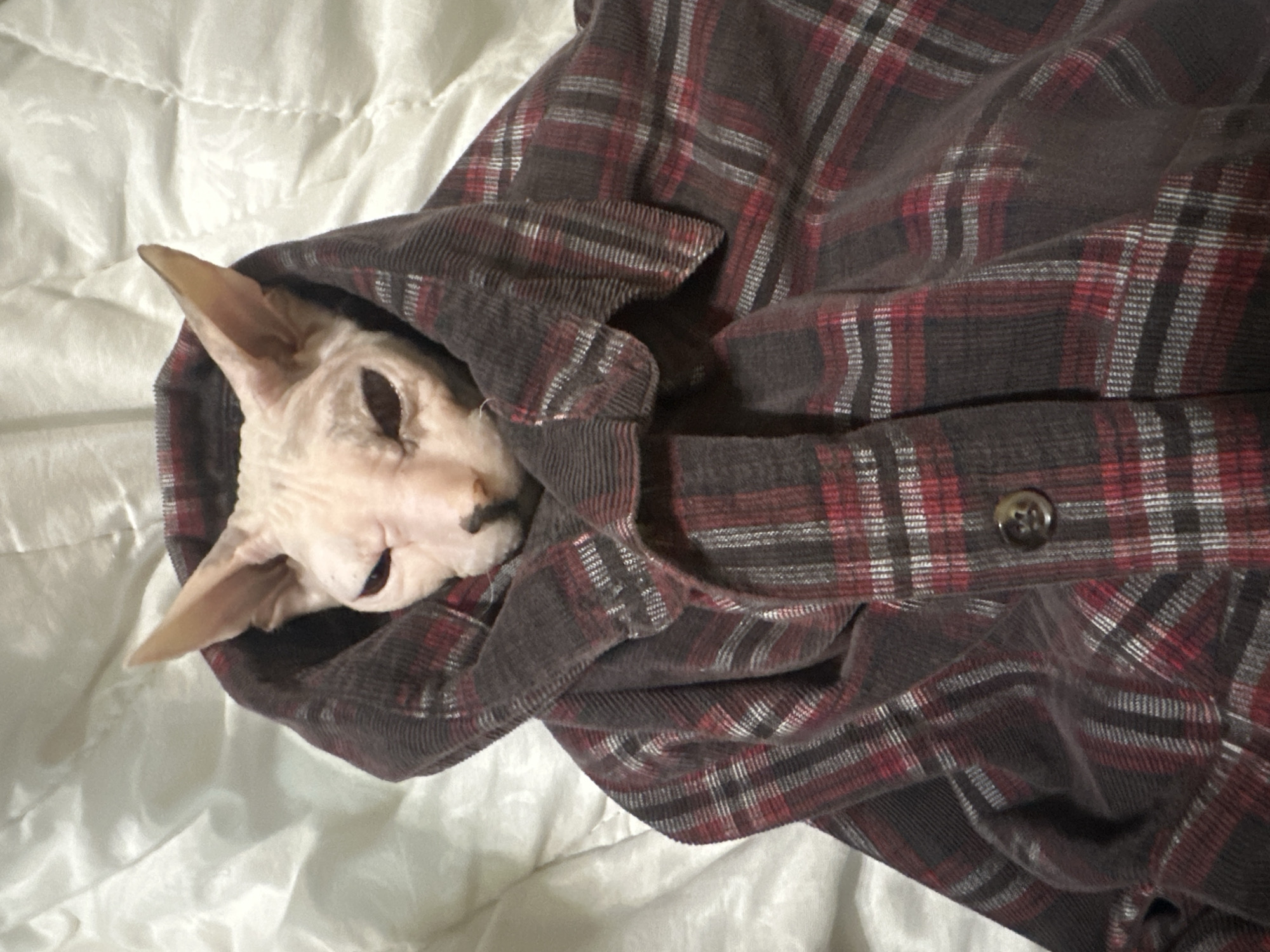 Sphynx cat posed with deer antlers on cozy blankets