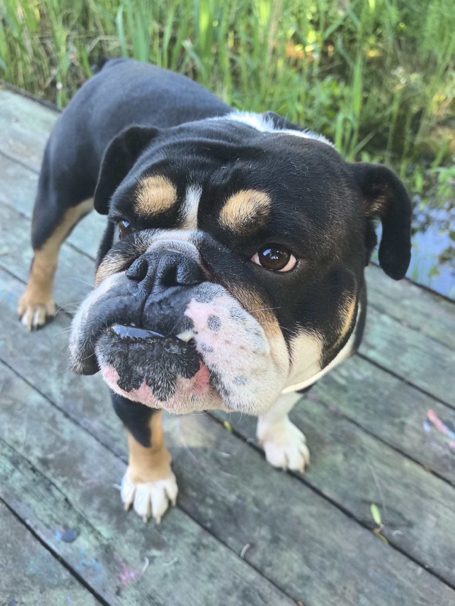 Tri-color English Bulldog spotted on wooden deck in Noviy, Russia