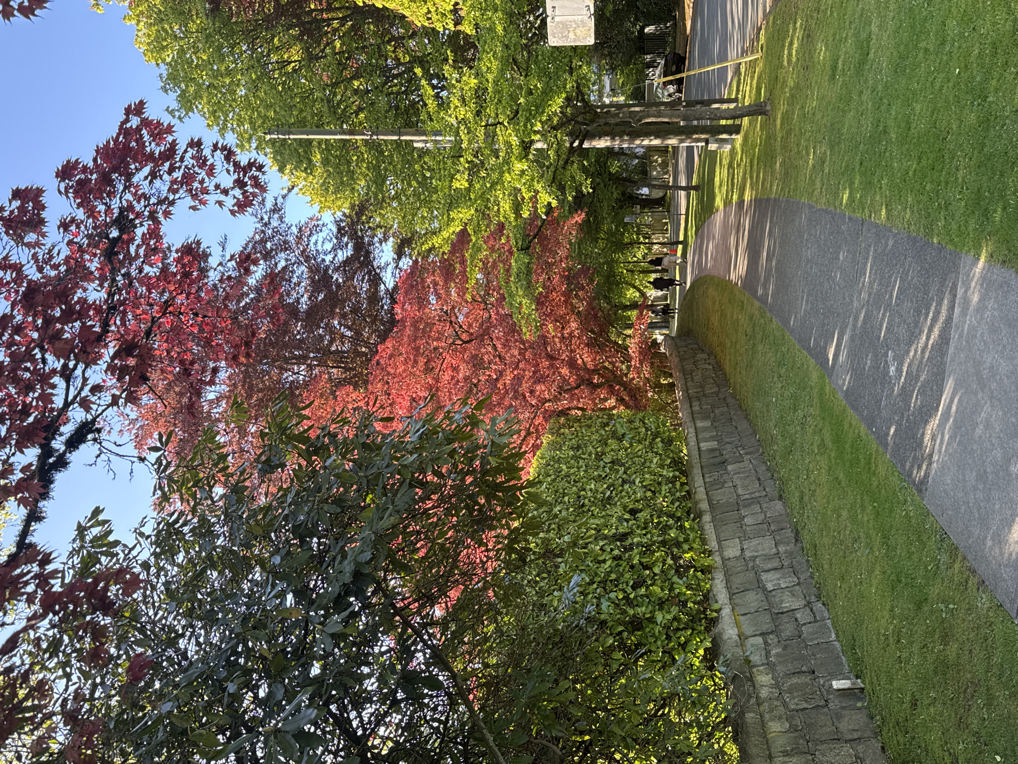 Witness documents red maple trees in Vancouver memorial park