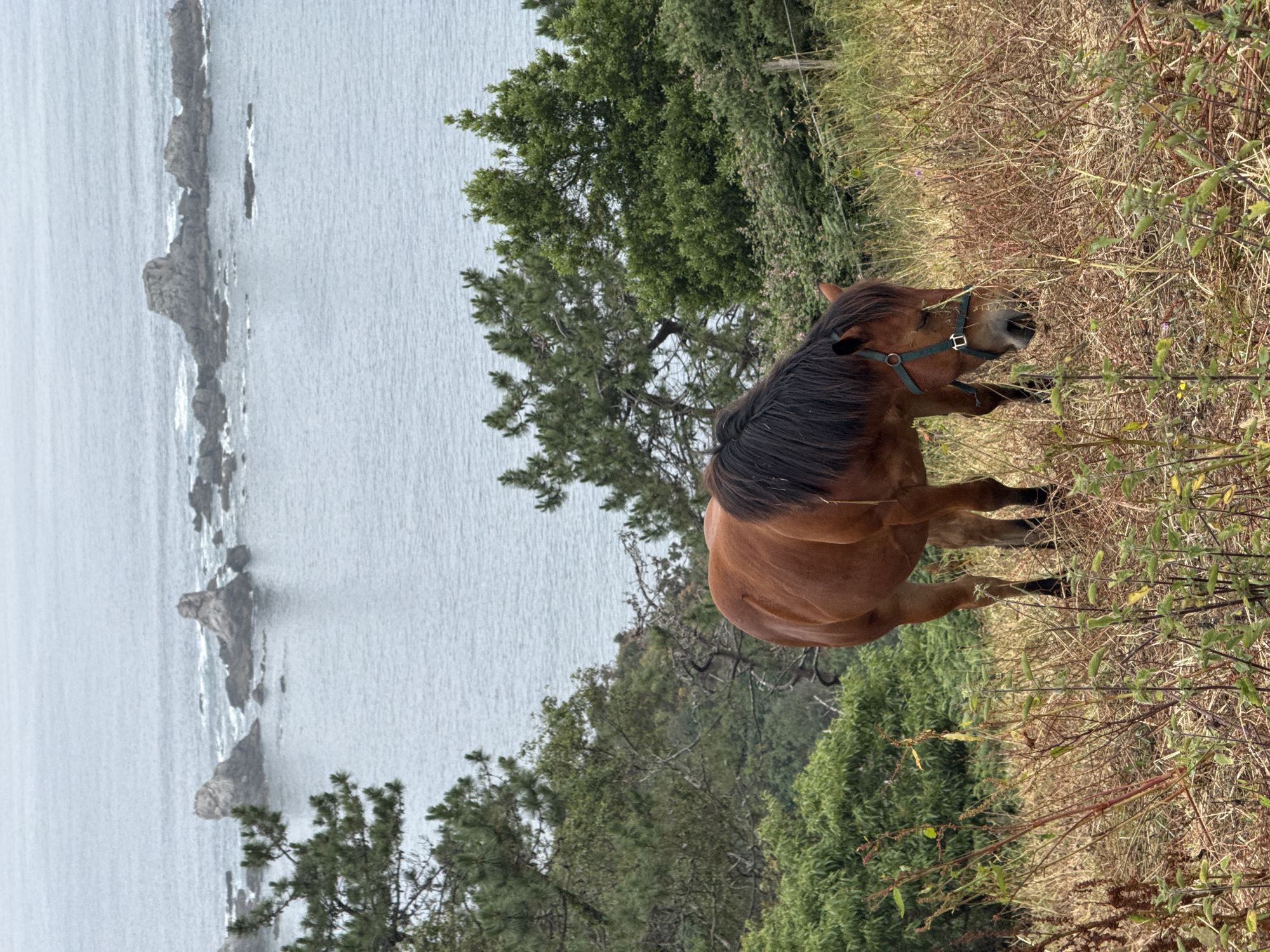 Horse grazing on a clifftop hillside above the Asturian coast