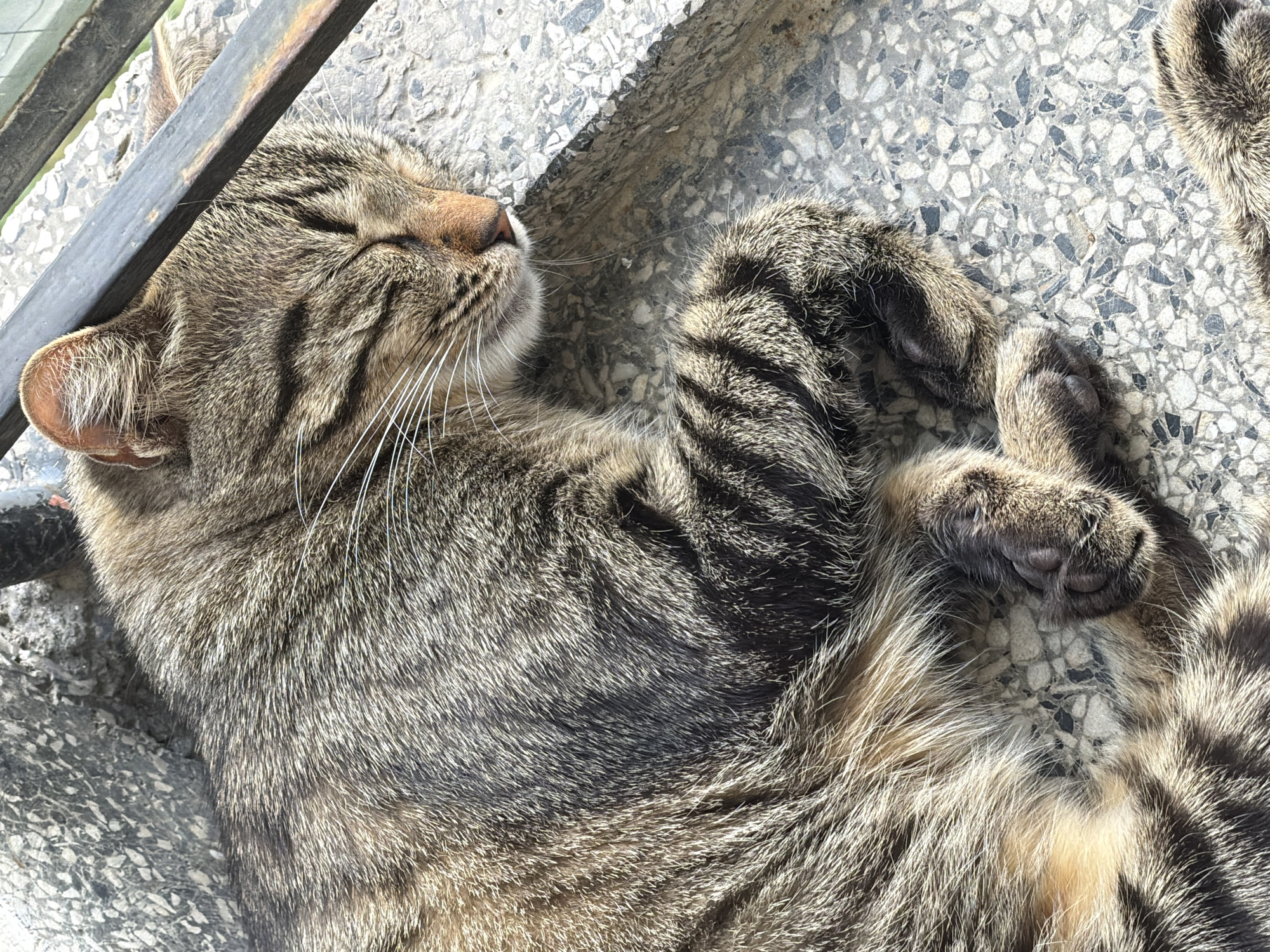 Tabby cat napping on concrete in Bankya
