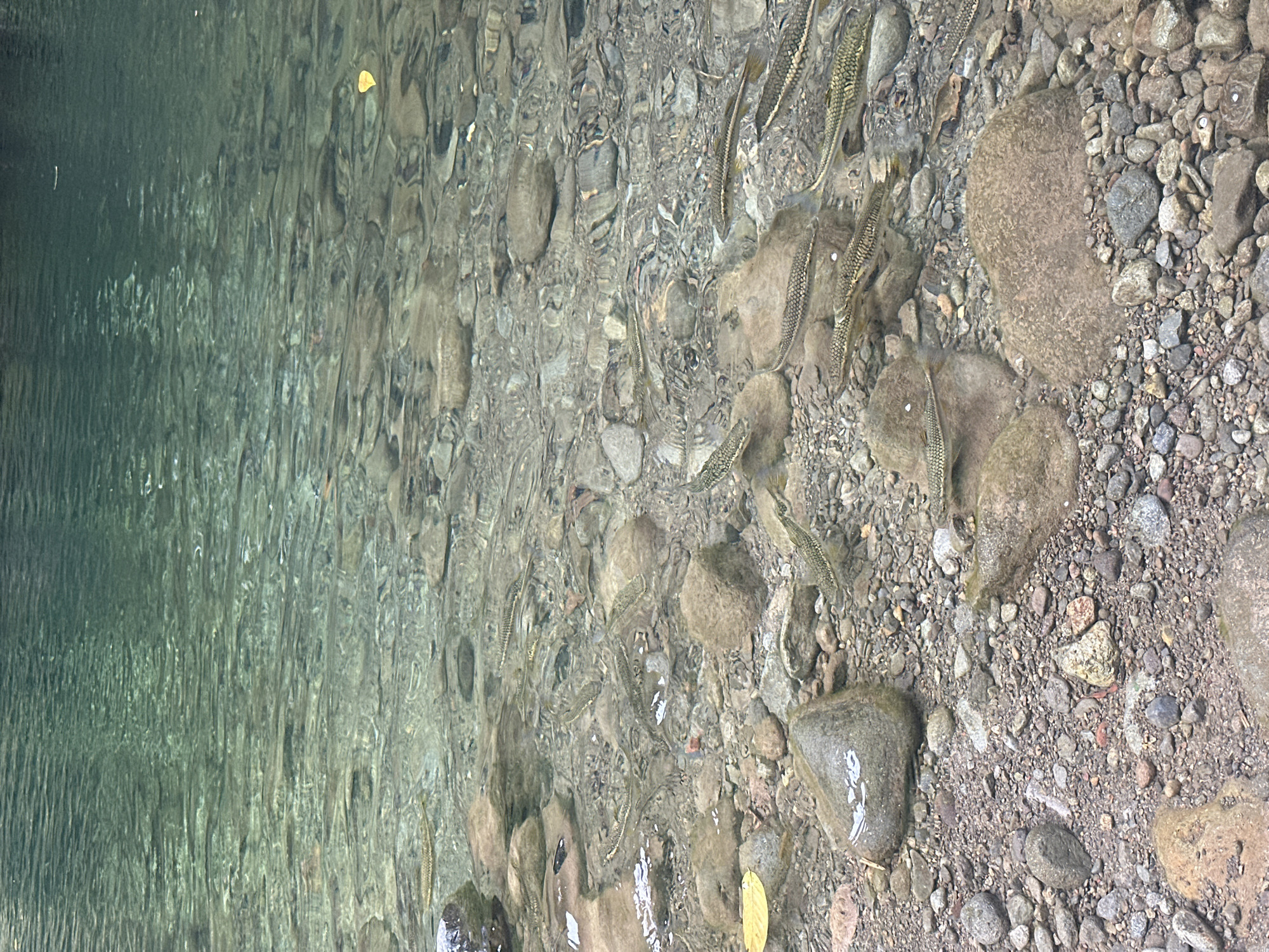 Clear stream with fish observed in Petit-Bourg, France