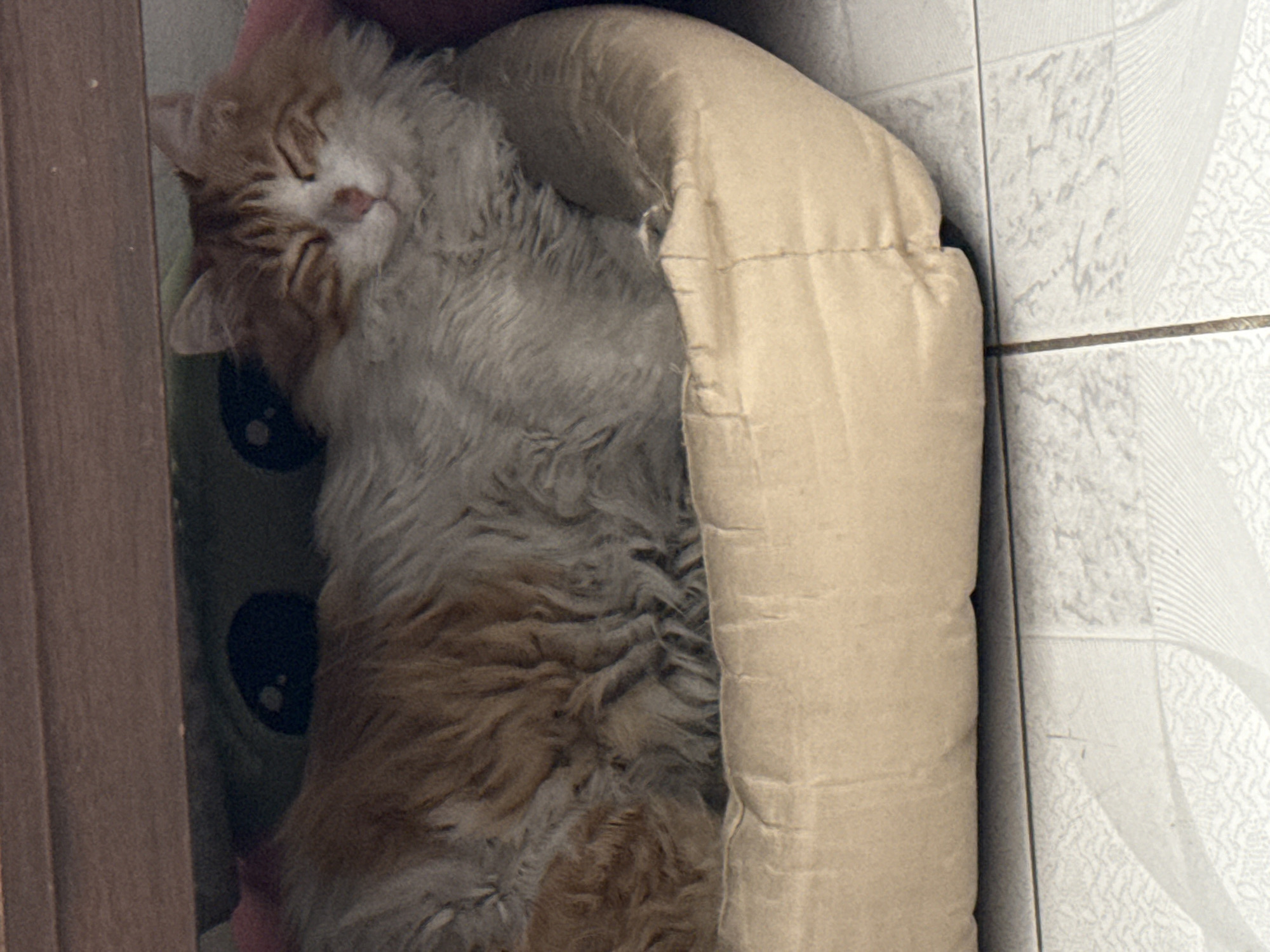 Cat rests in corner bed with toy in Puebla home